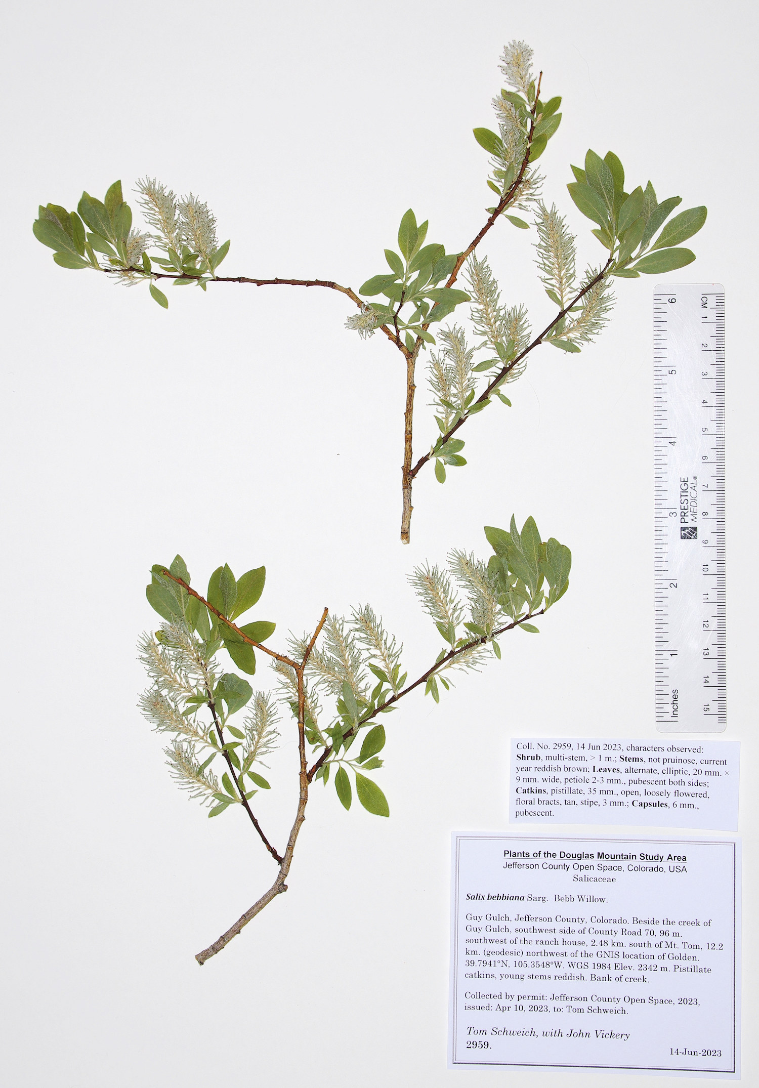 Salicaceae Salix bebbiana