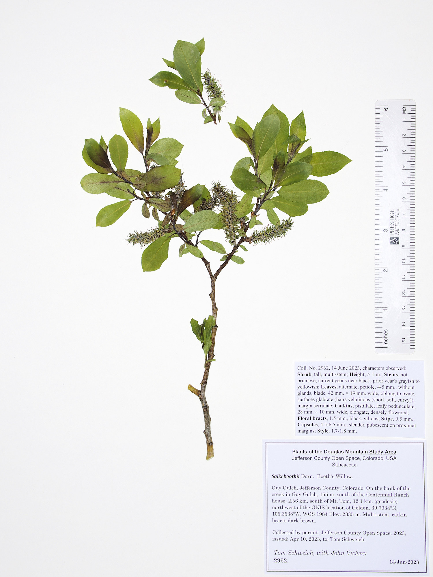 Salicaceae Salix boothii