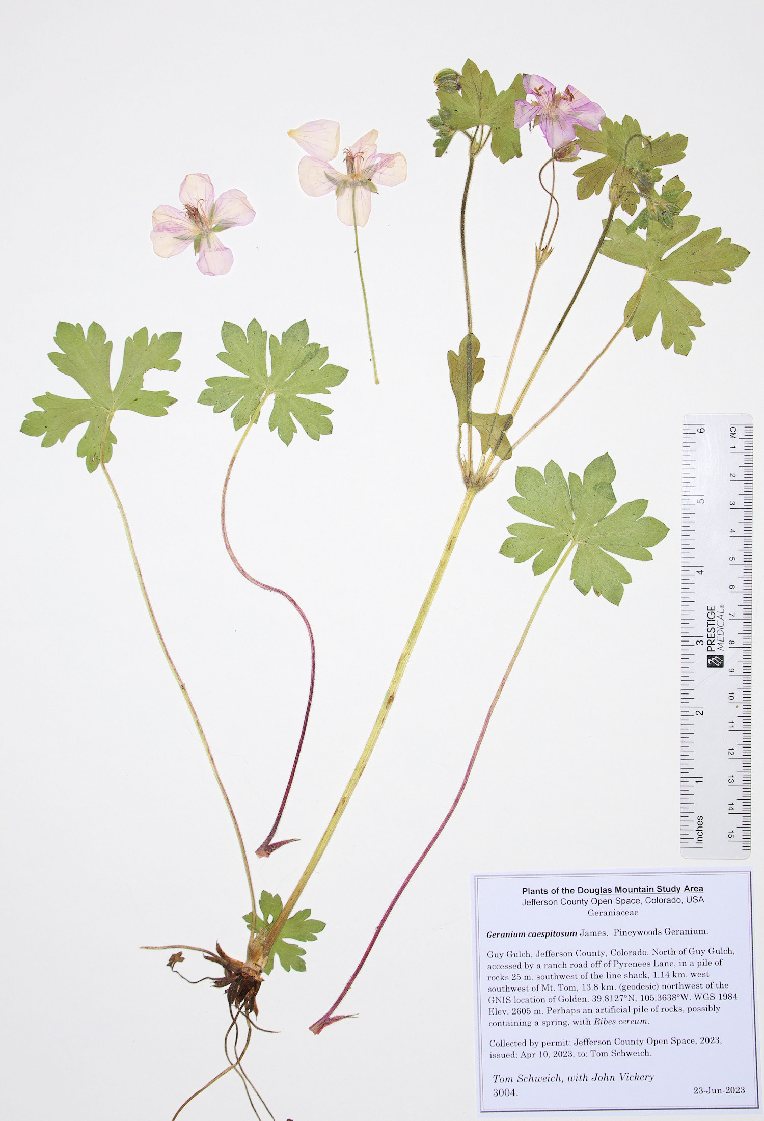 Geraniaceae Geranium caespitosum