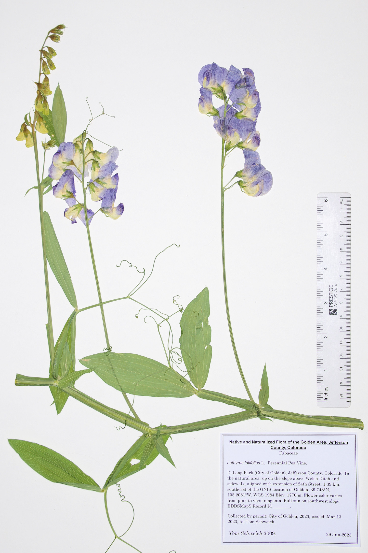 Fabaceae Lathyrus latifolius