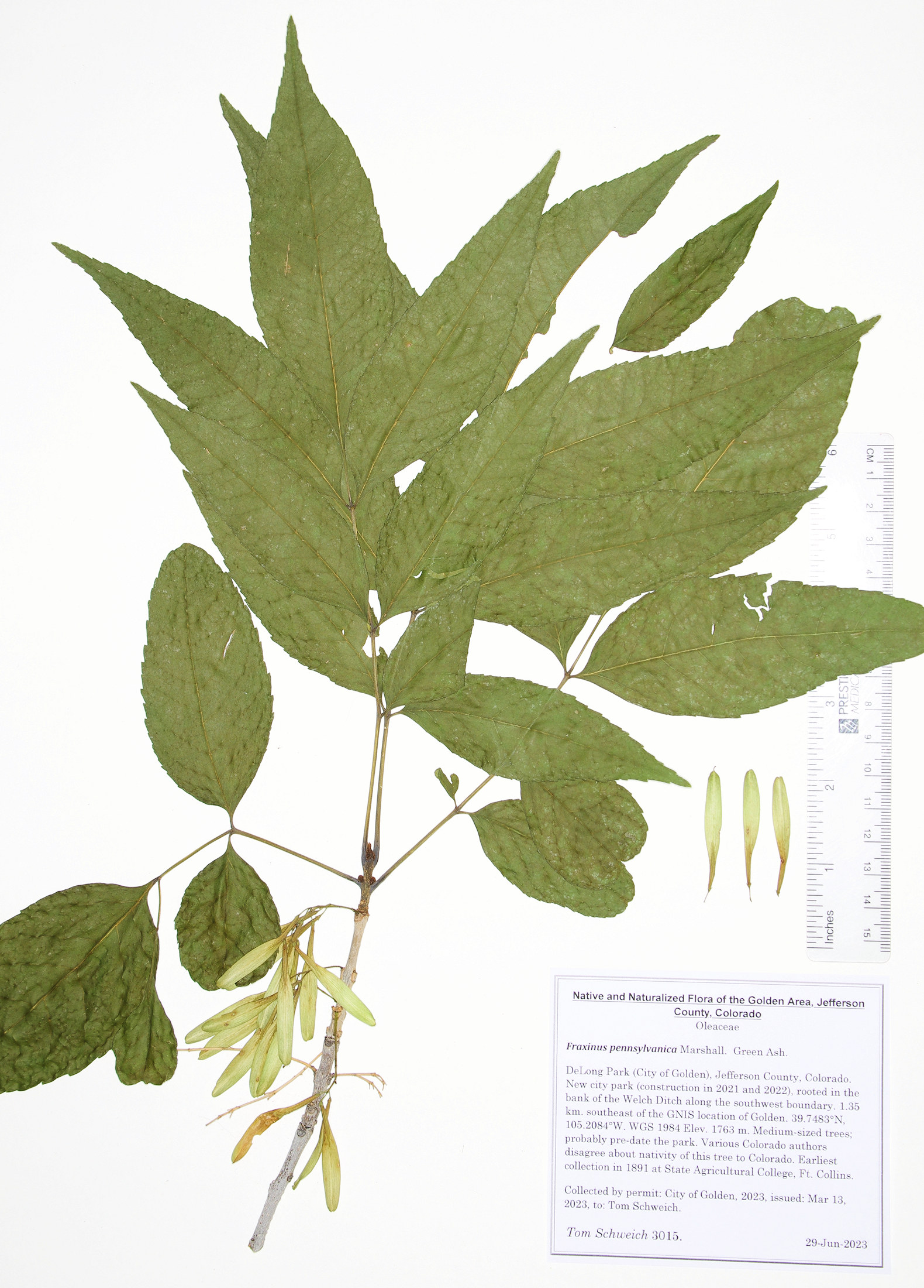 Oleaceae Fraxinus pennsylvanica