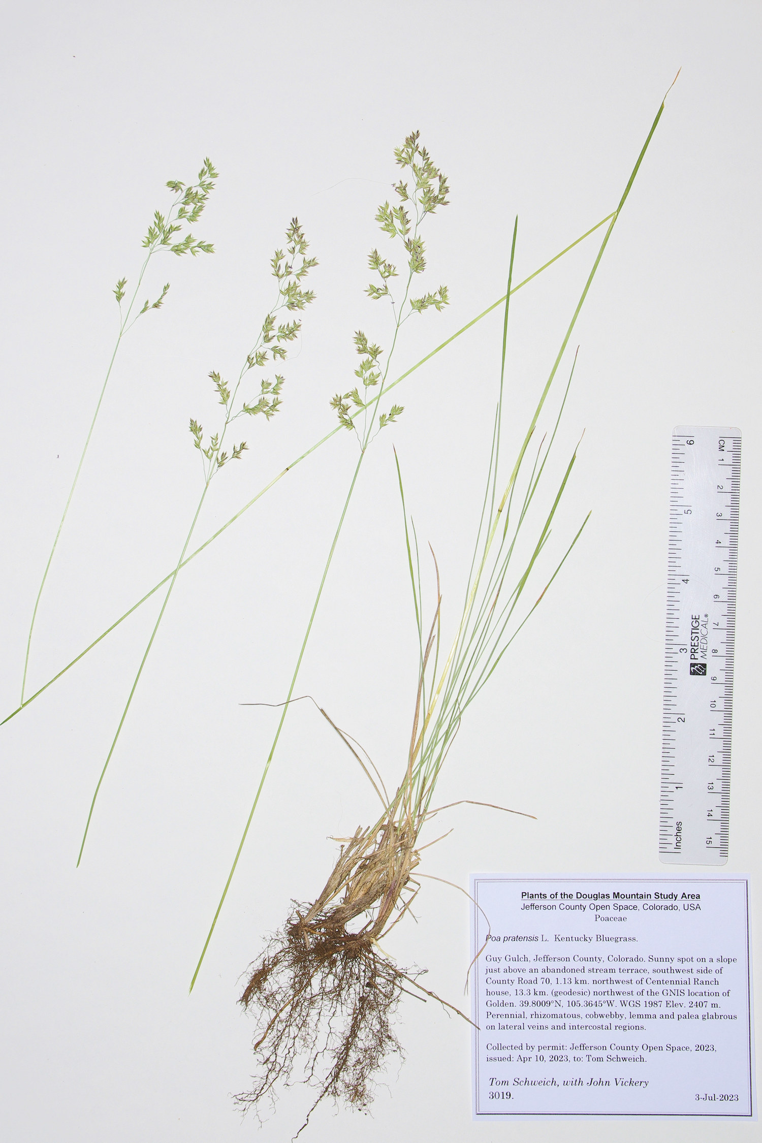 Poaceae Poa pratensis