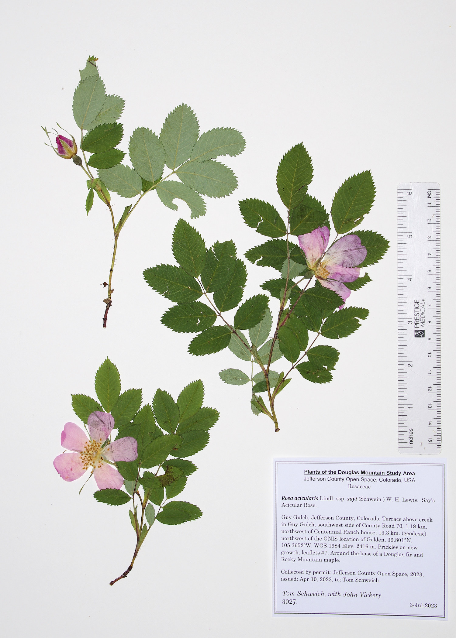 Rosaceae Rosa acicularis sayii