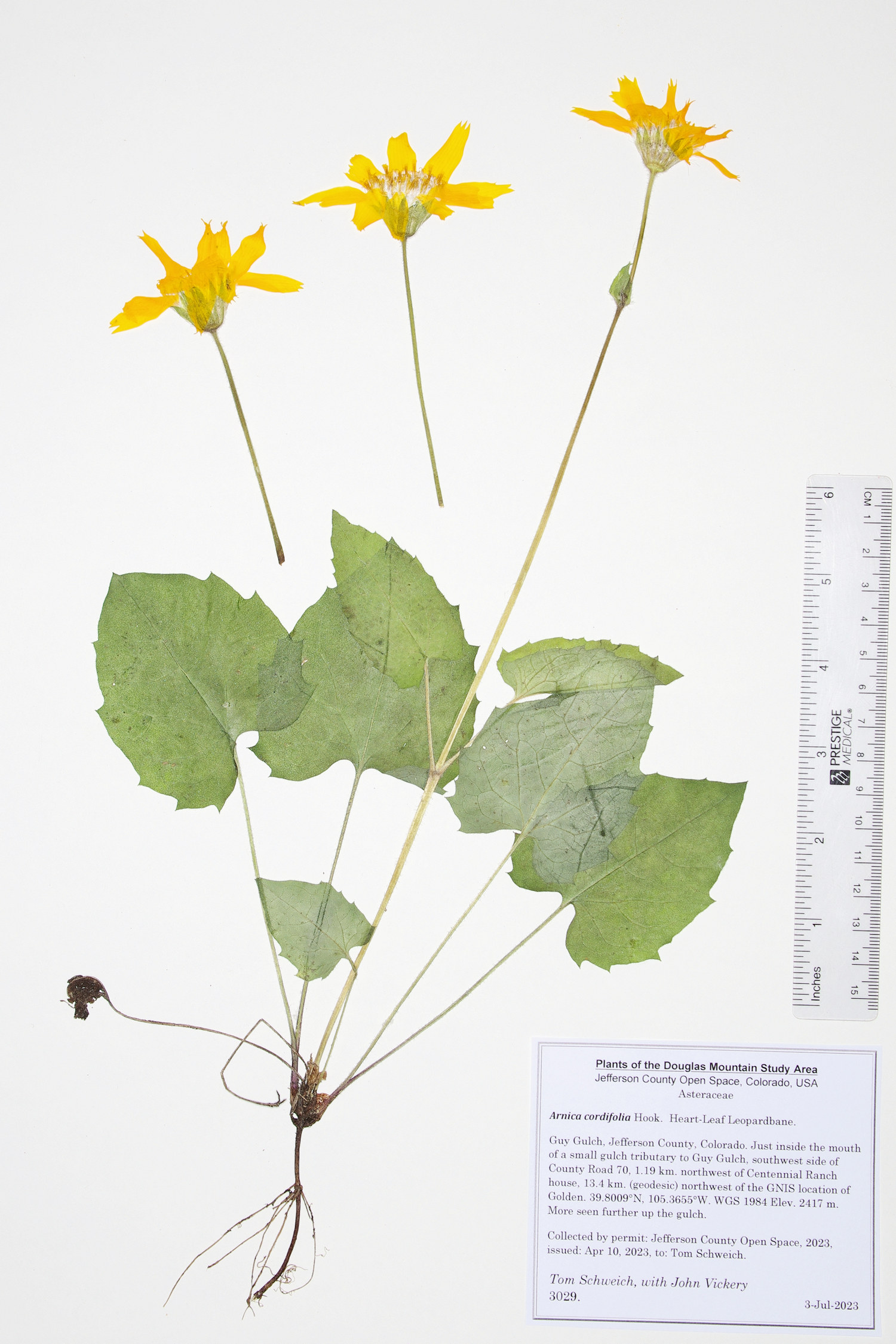 Asteraceae Arnica cordifolia