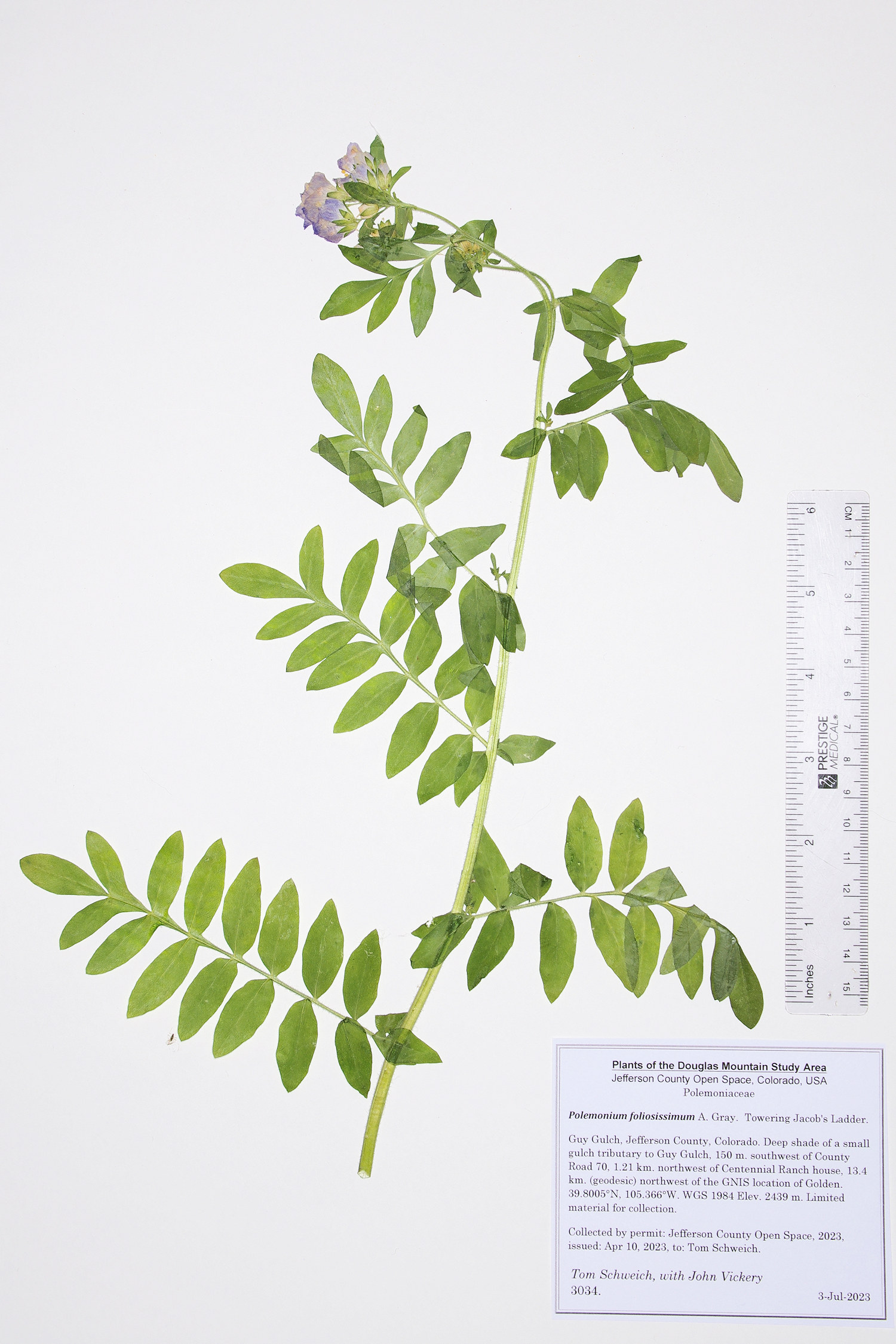 Polemoniaceae Polemonium foliosissimum