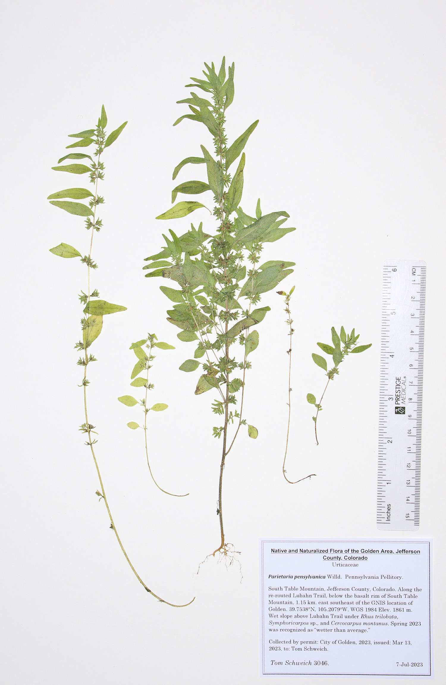 Urticaceae Parietaria pensylvanica