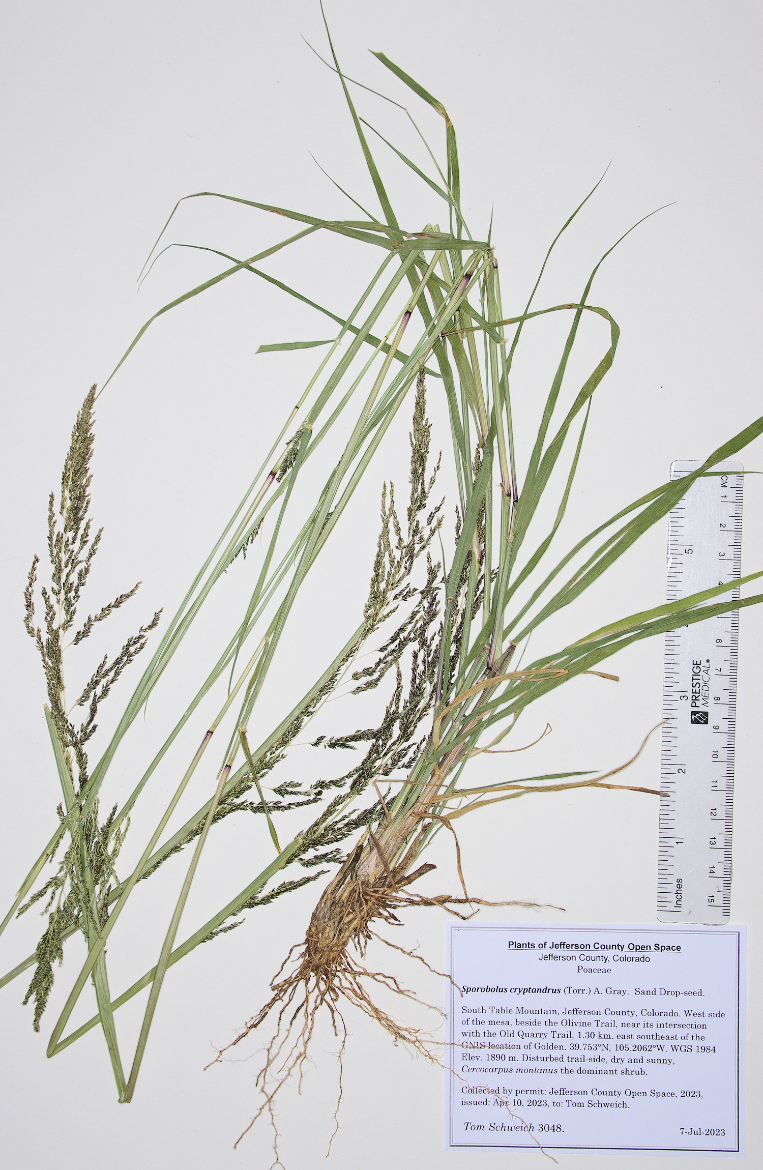 Poaceae Sporobolus cryptandrus