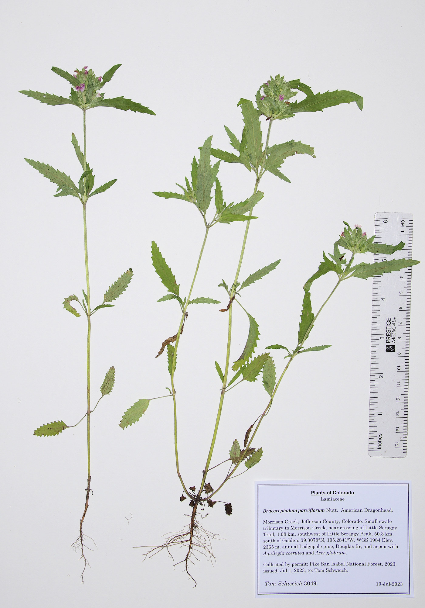Lamiaceae Dracocephalum parviflorum