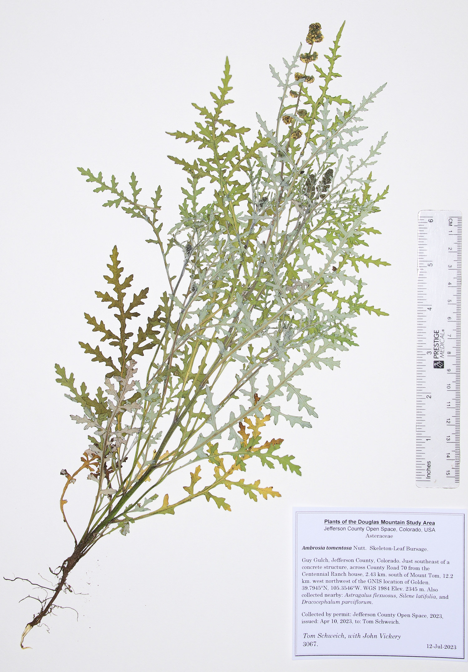 Asteraceae Ambrosia tomentosa