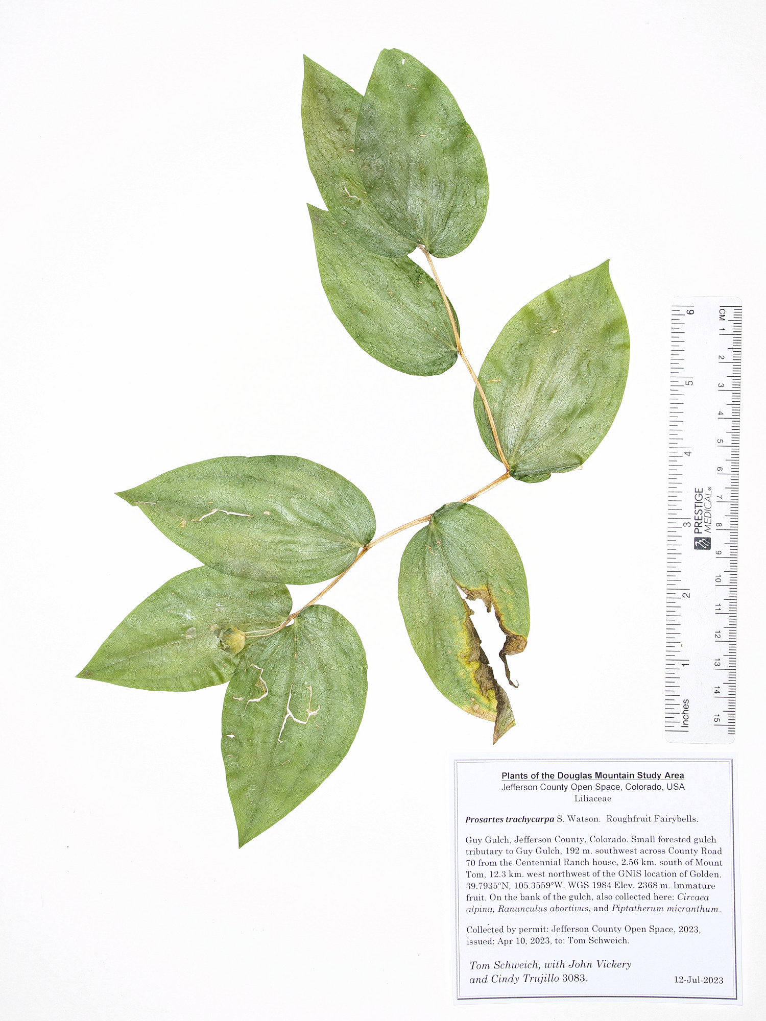Liliaceae Prosartes trachycarpa