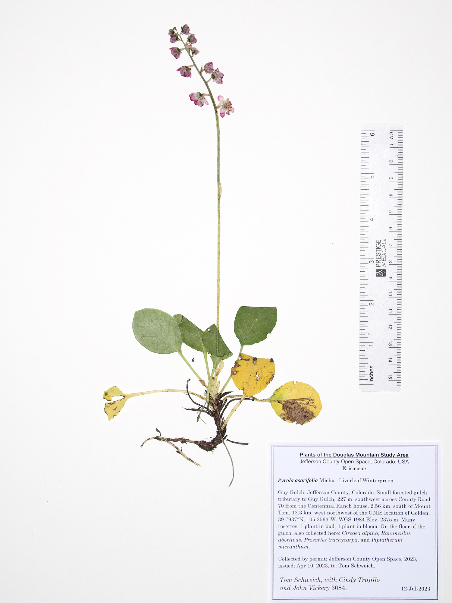 Ericaceae Pyrola asarifolia