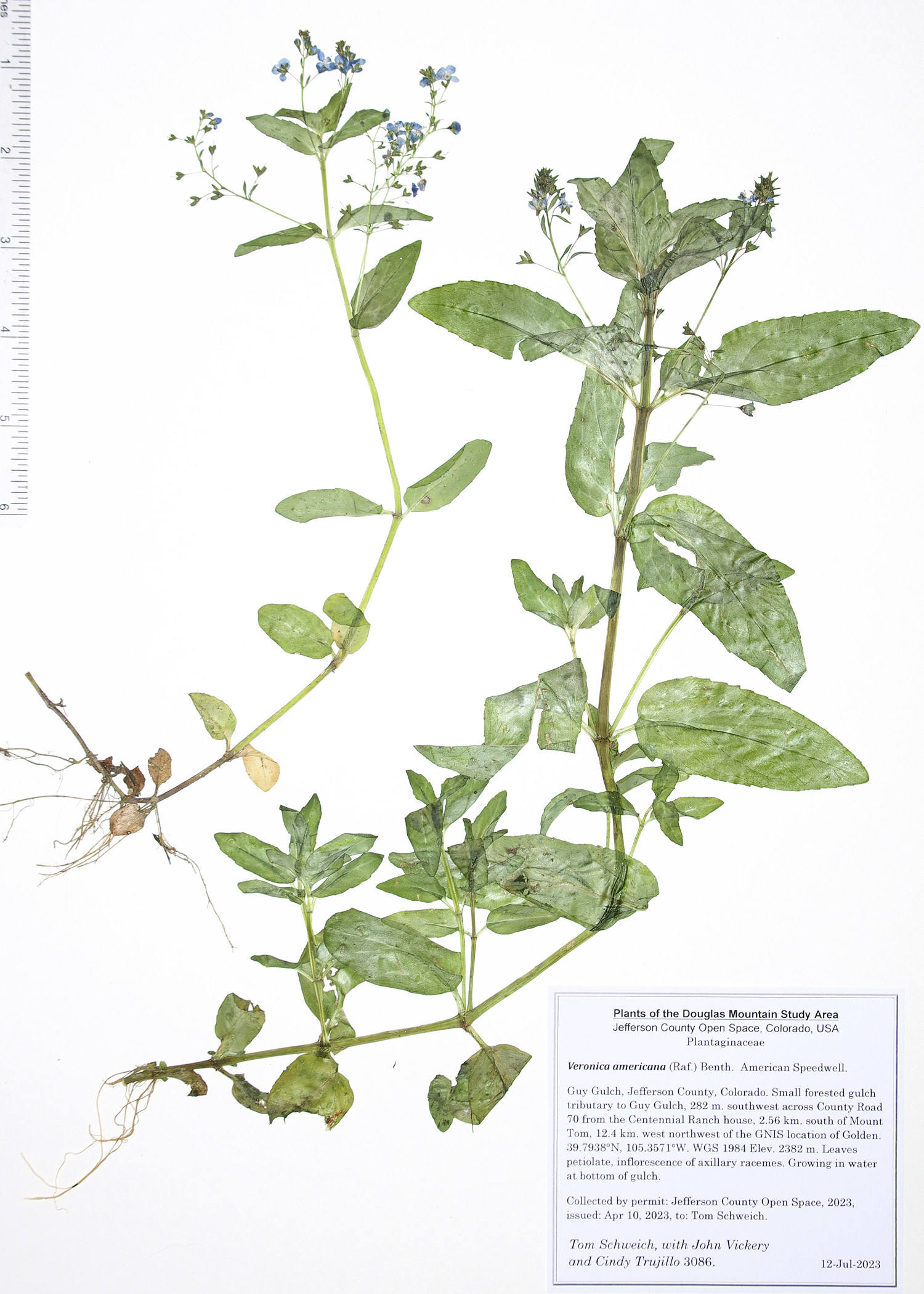 Plantaginaceae Veronica americana
