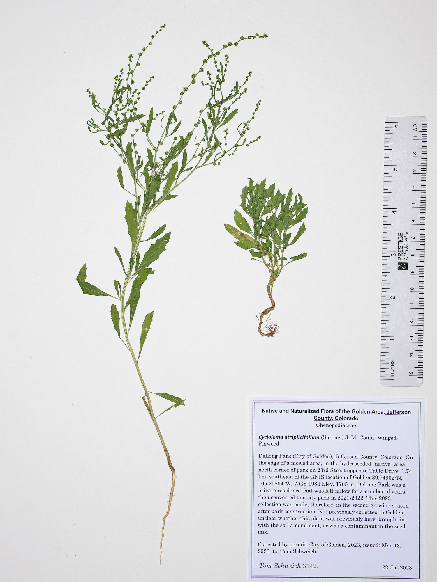 Chenopodiaceae Cycloloma atriplicifolium