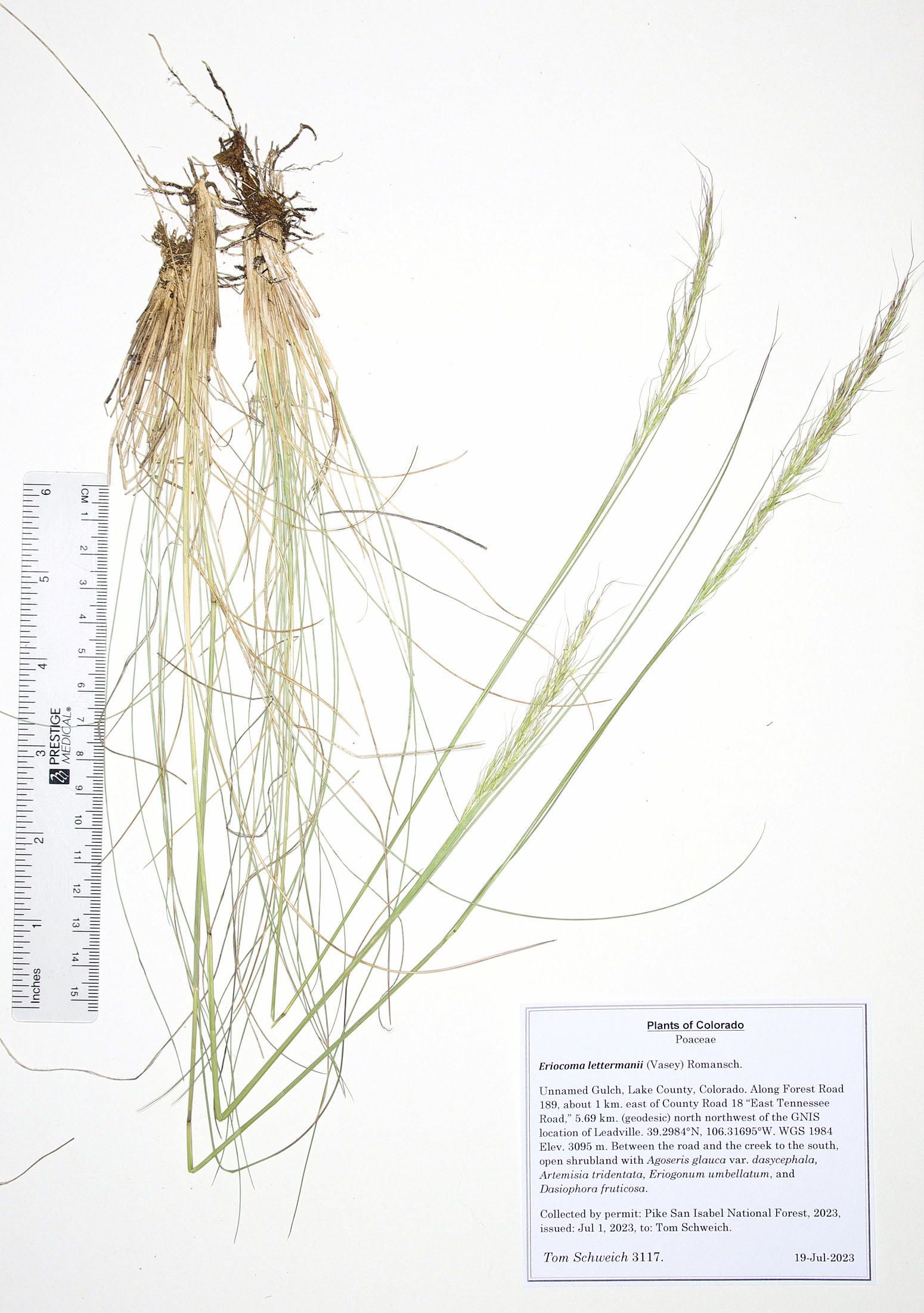 Poaceae Eriocoma lettermanii