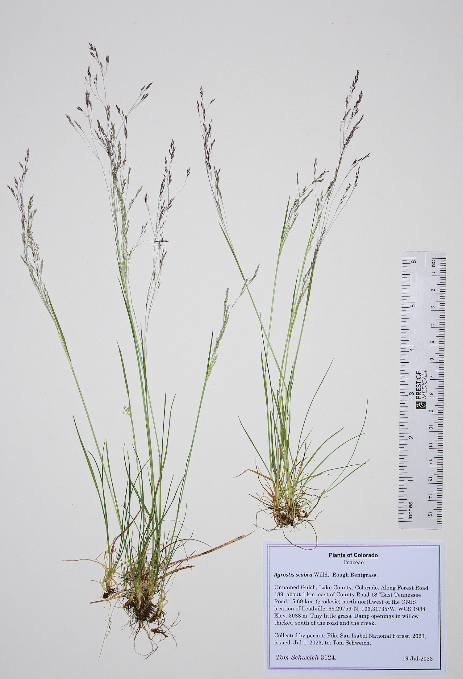 Poaceae Agrostis scabra