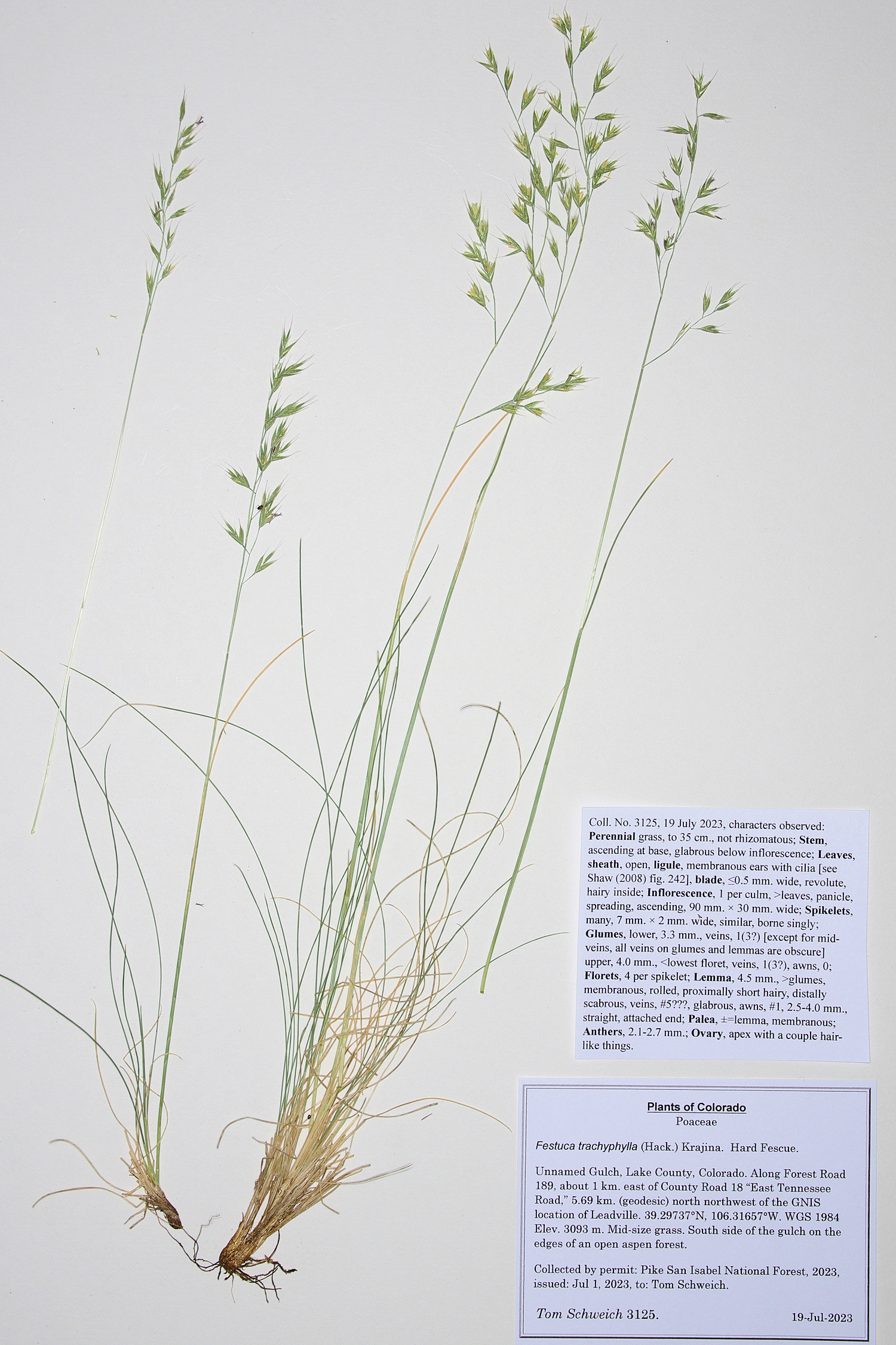 Poaceae Festuca calligera