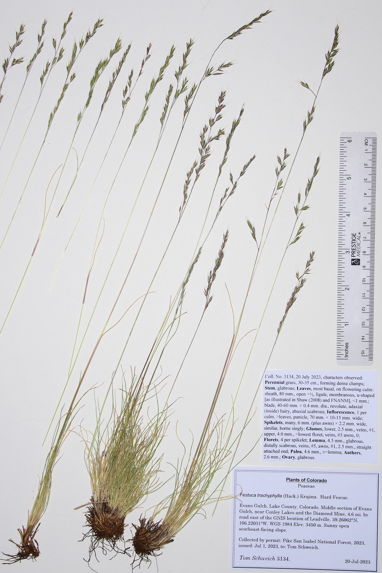 Poaceae Festuca calligera