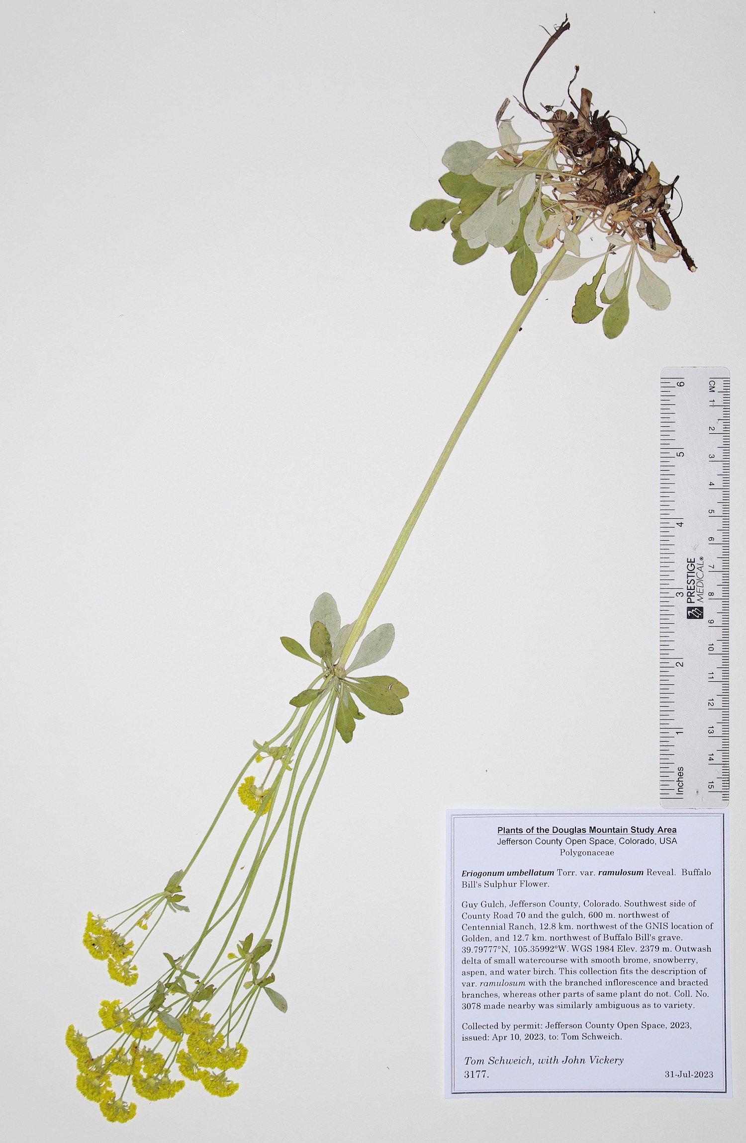 Polygonaceae Eriogonum umbellatum ramulosum