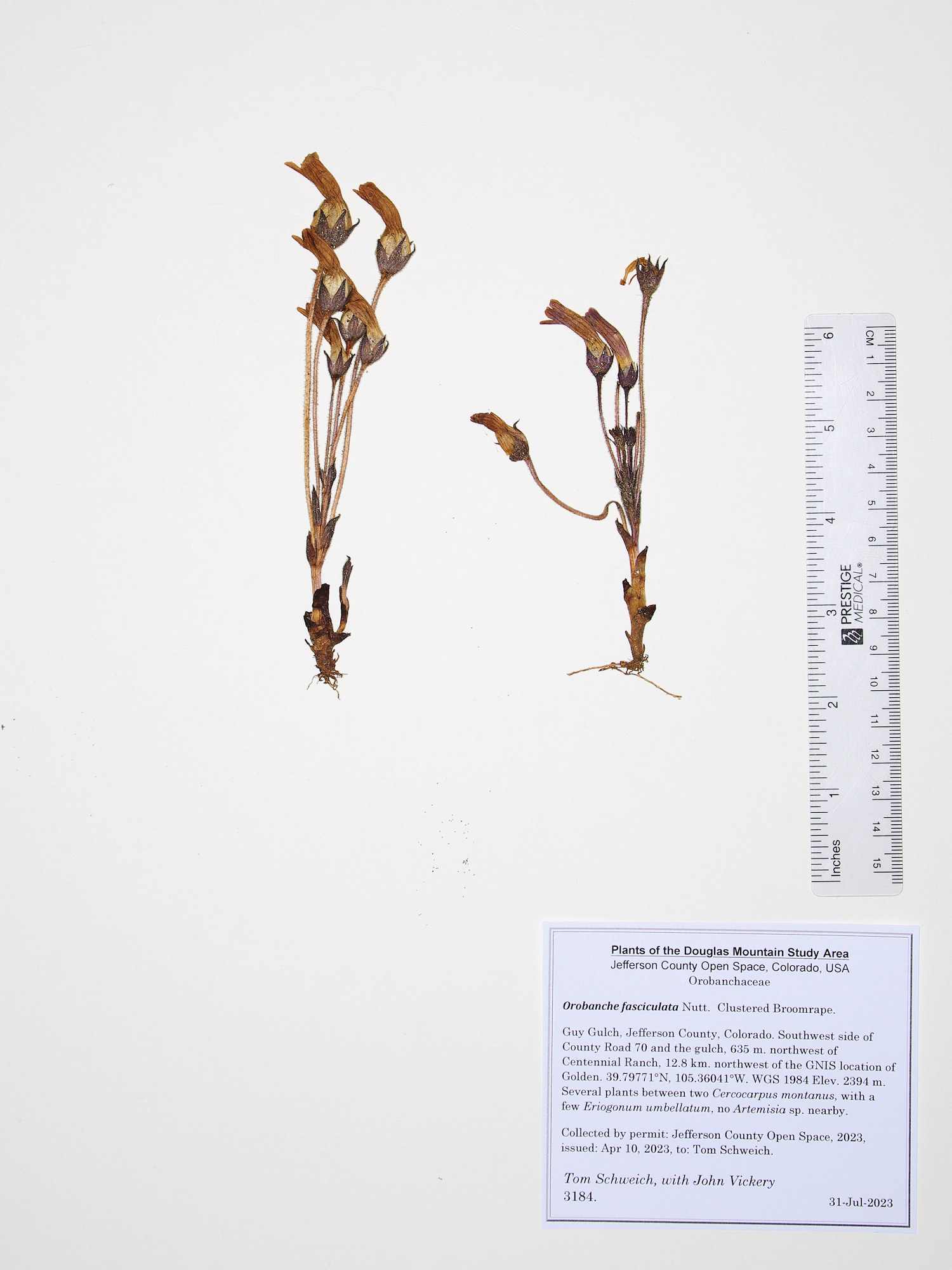 Orobanchaceae Orobanche fasciculata