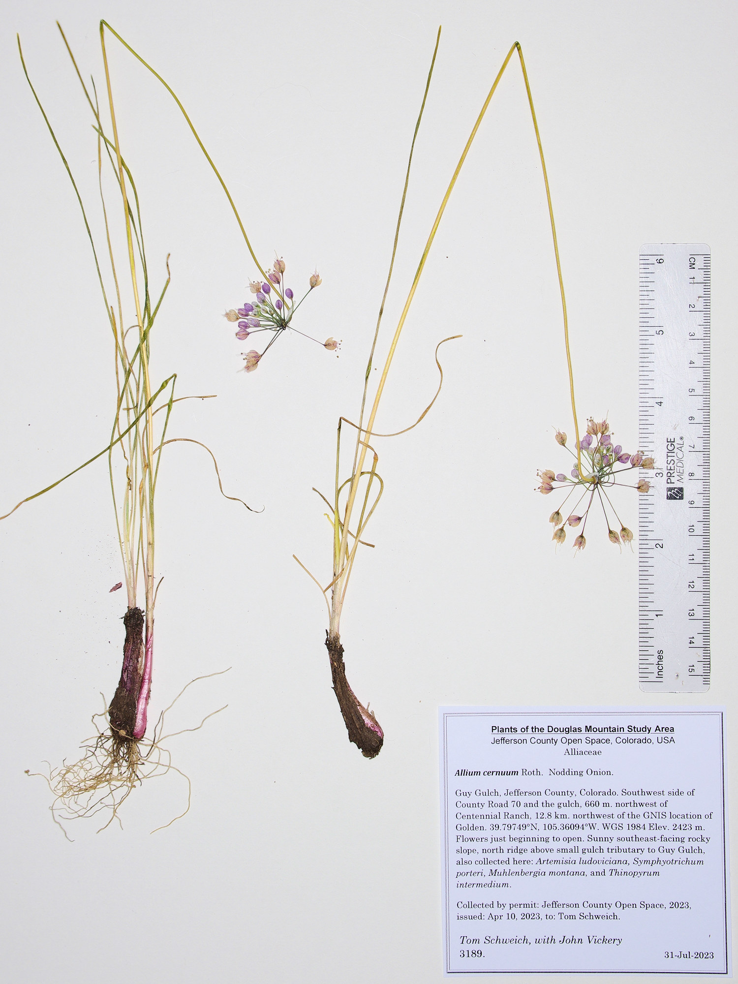 Alliaceae Allium cernuum