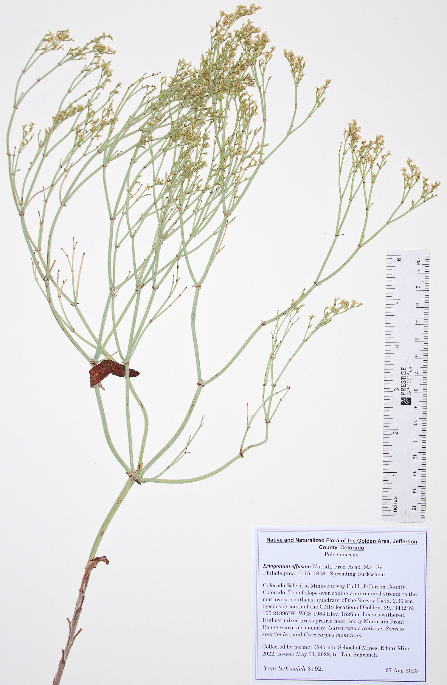 Polygonaceae Eriogonum effusum