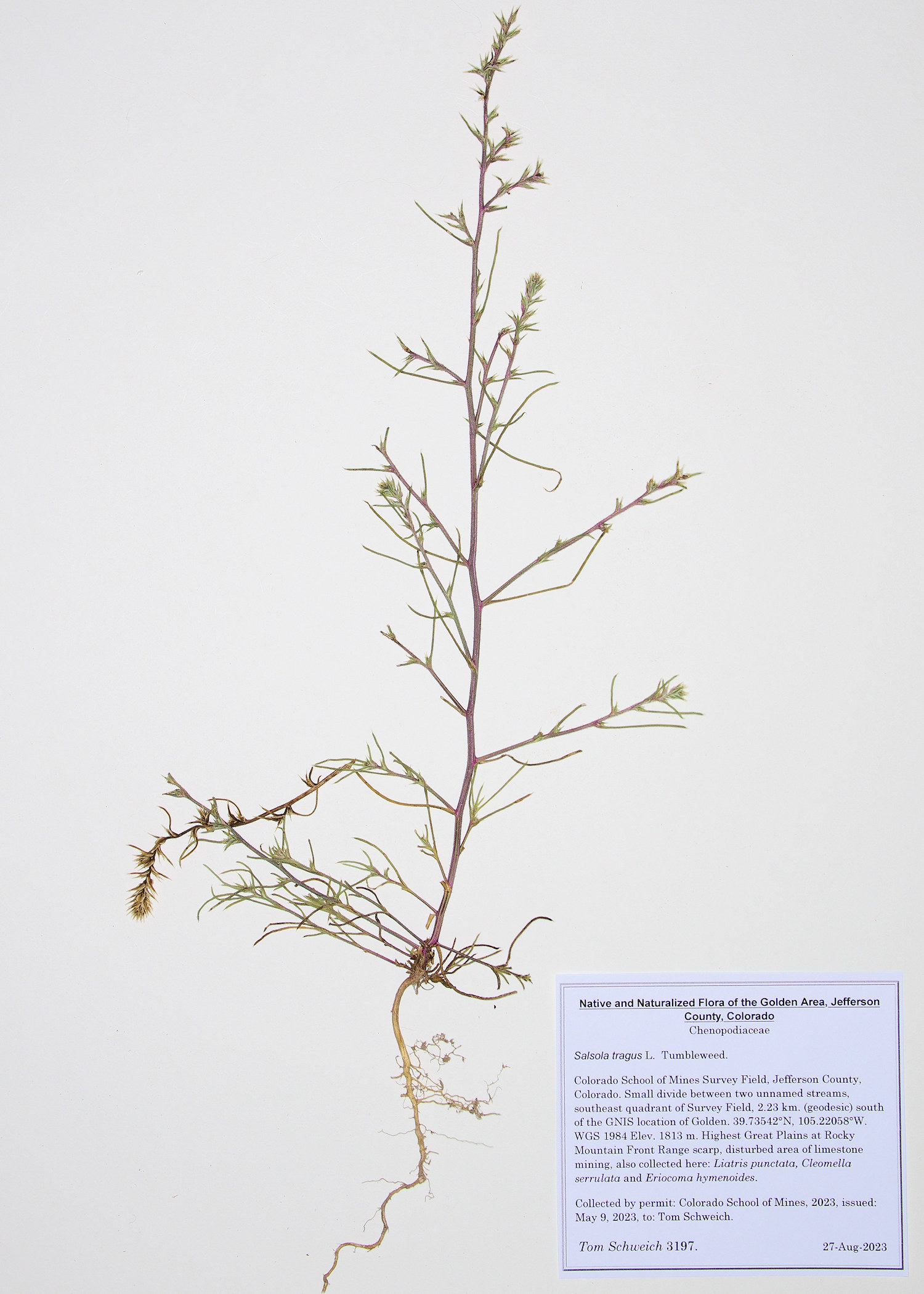 Chenopodiaeae Salsola tragus