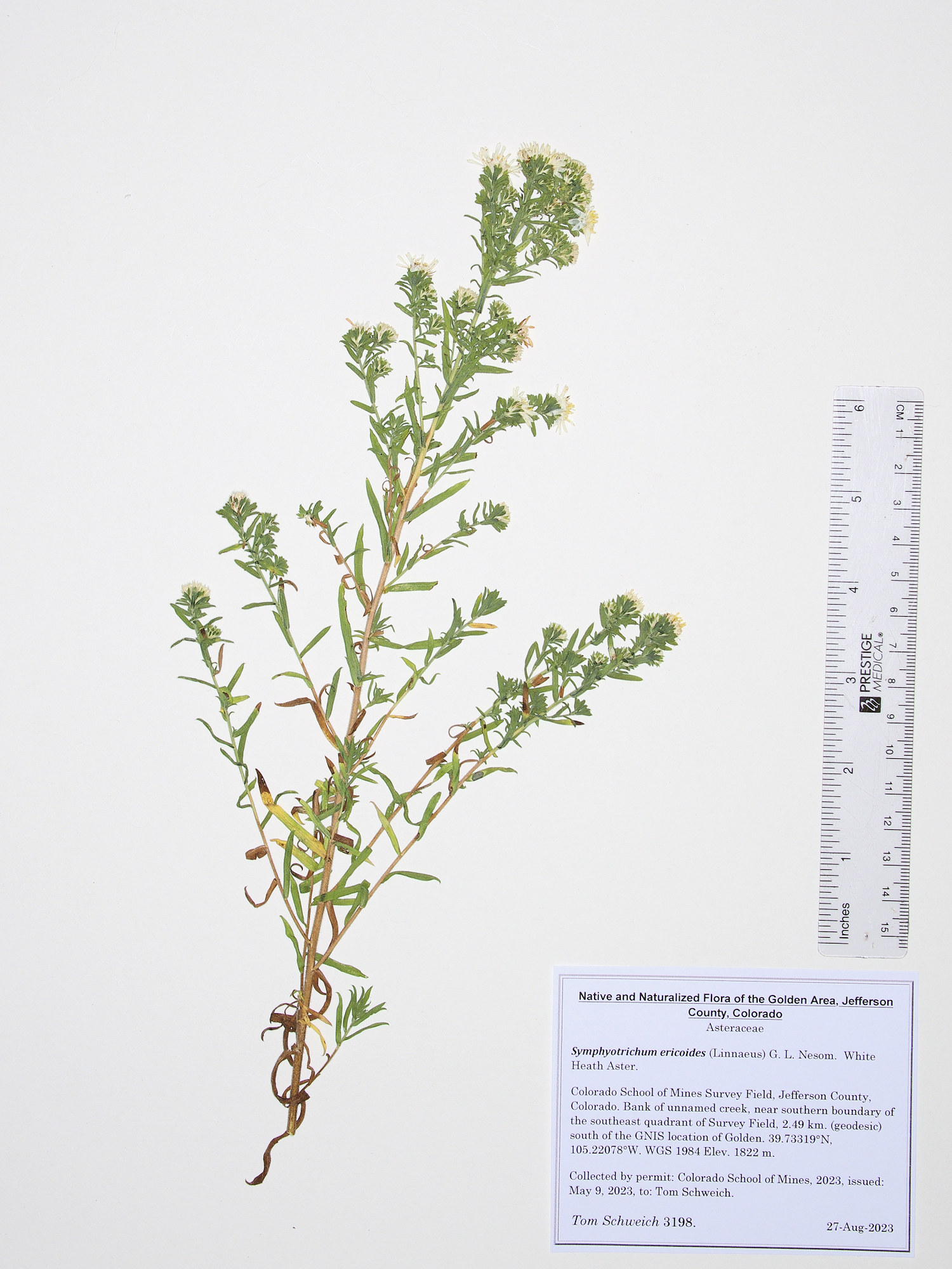 Asteraceae Symphyotrichum ericoides