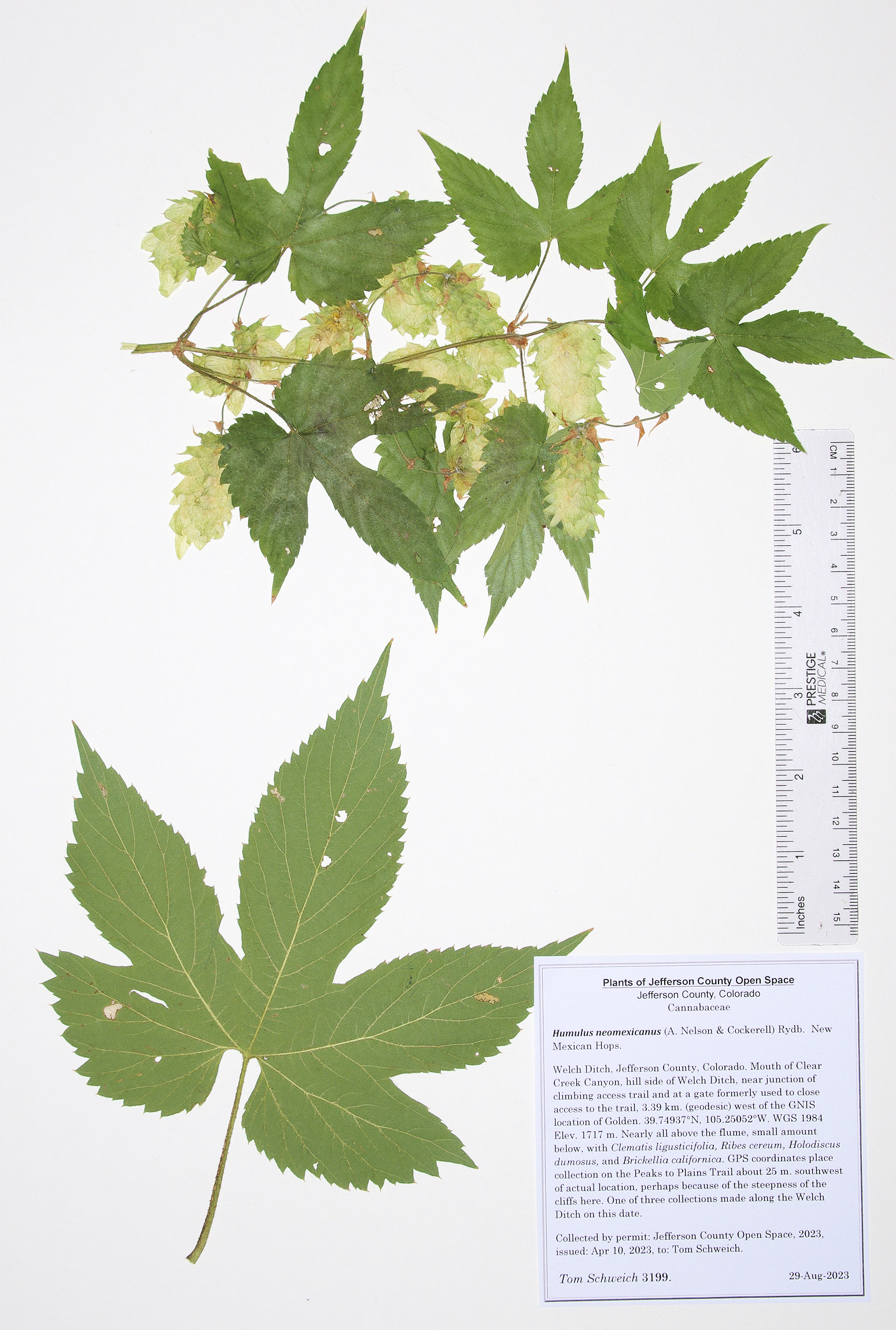 Cannabaceae Humulus neomexicanus