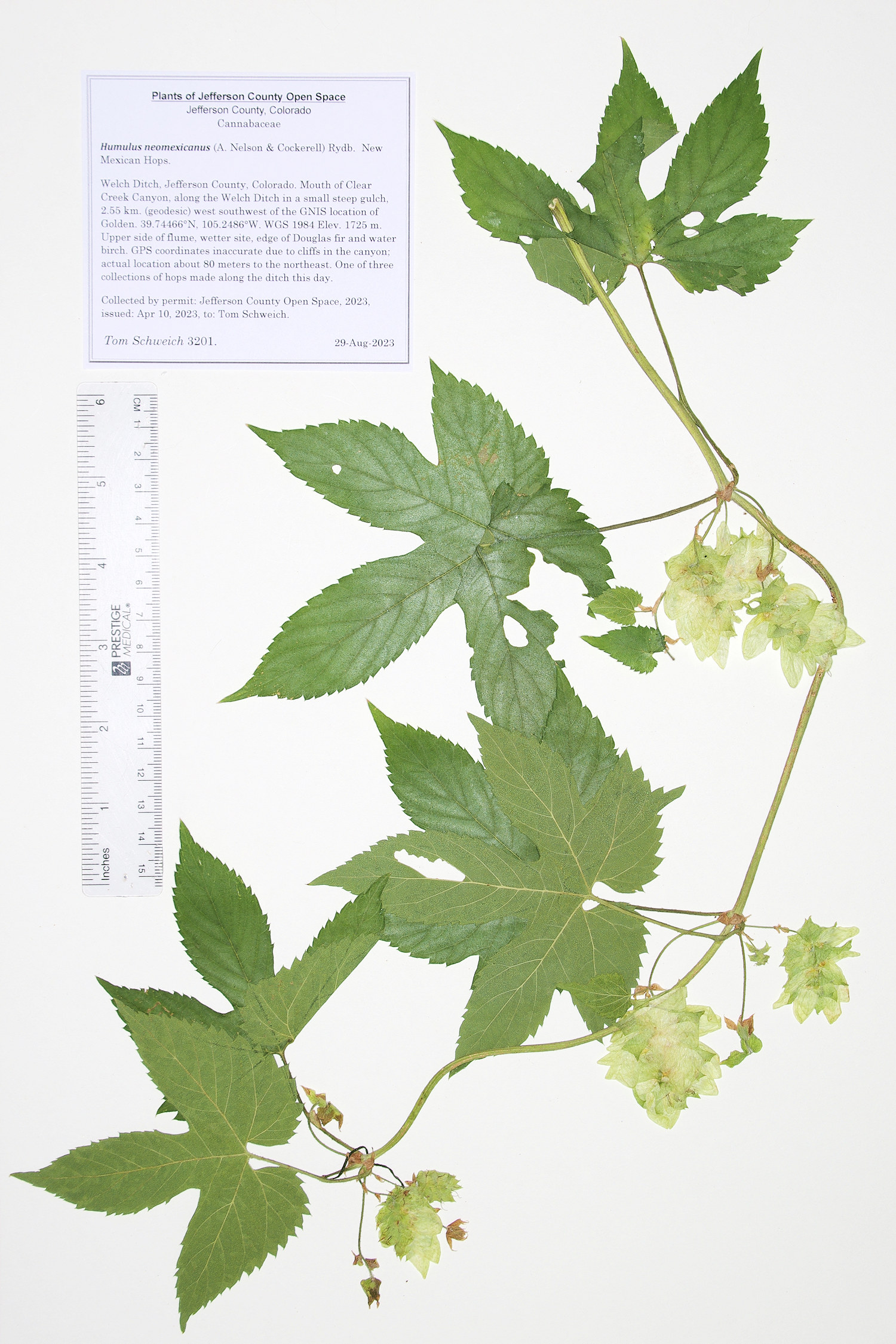 Cannabaceae Humulus neomexicanus