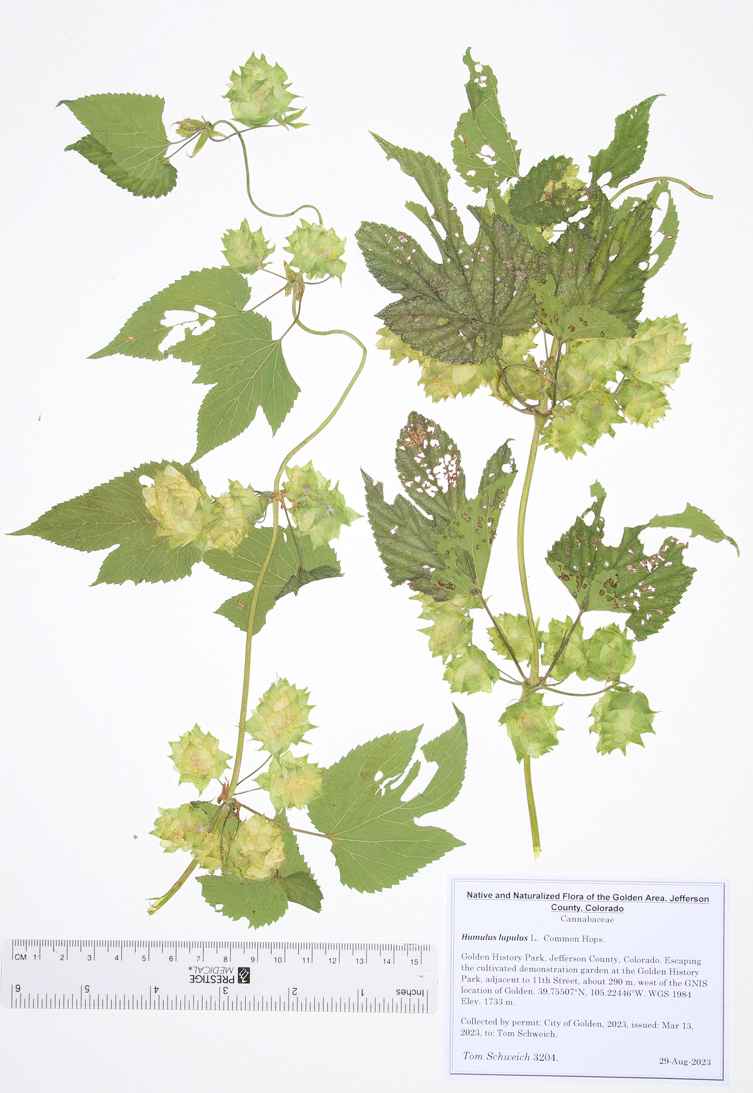 Cannabaceae Humulus lupulus