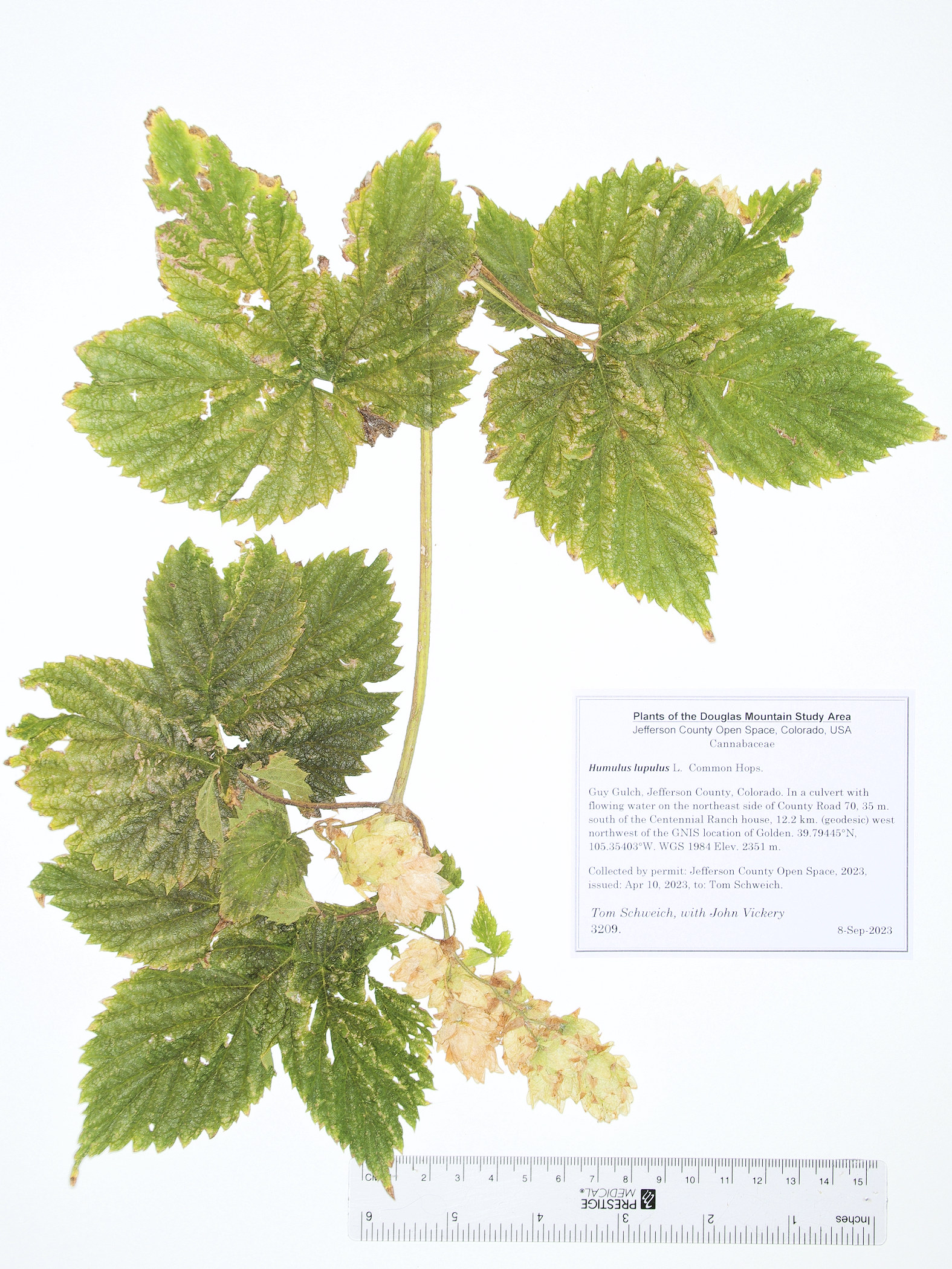 Cannabaceae Humulus lupulus