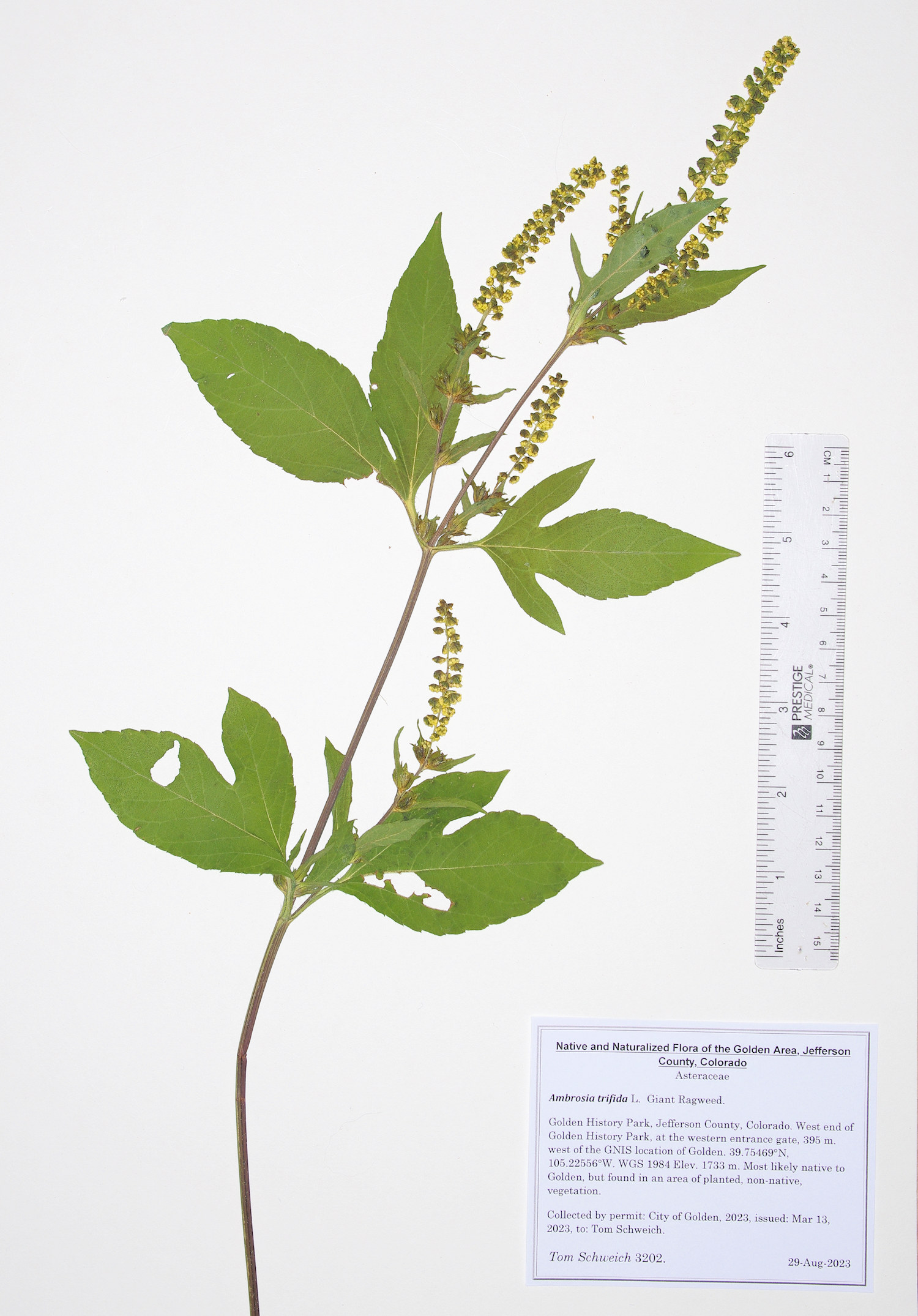 Asteraceae Ambrosia trifida