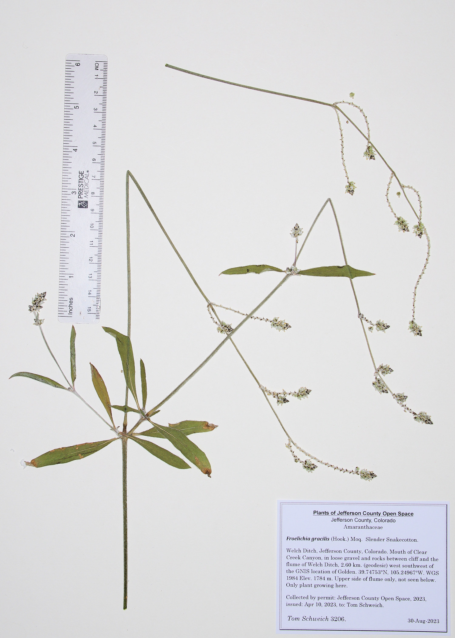 Chenopodiaceae Froelichia gracilis