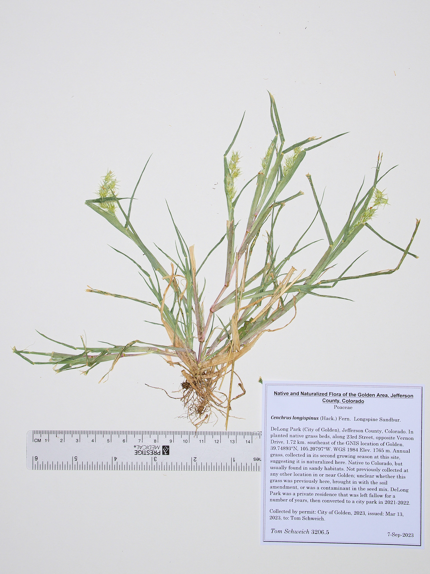 Poaceae Cenchrus longispinus