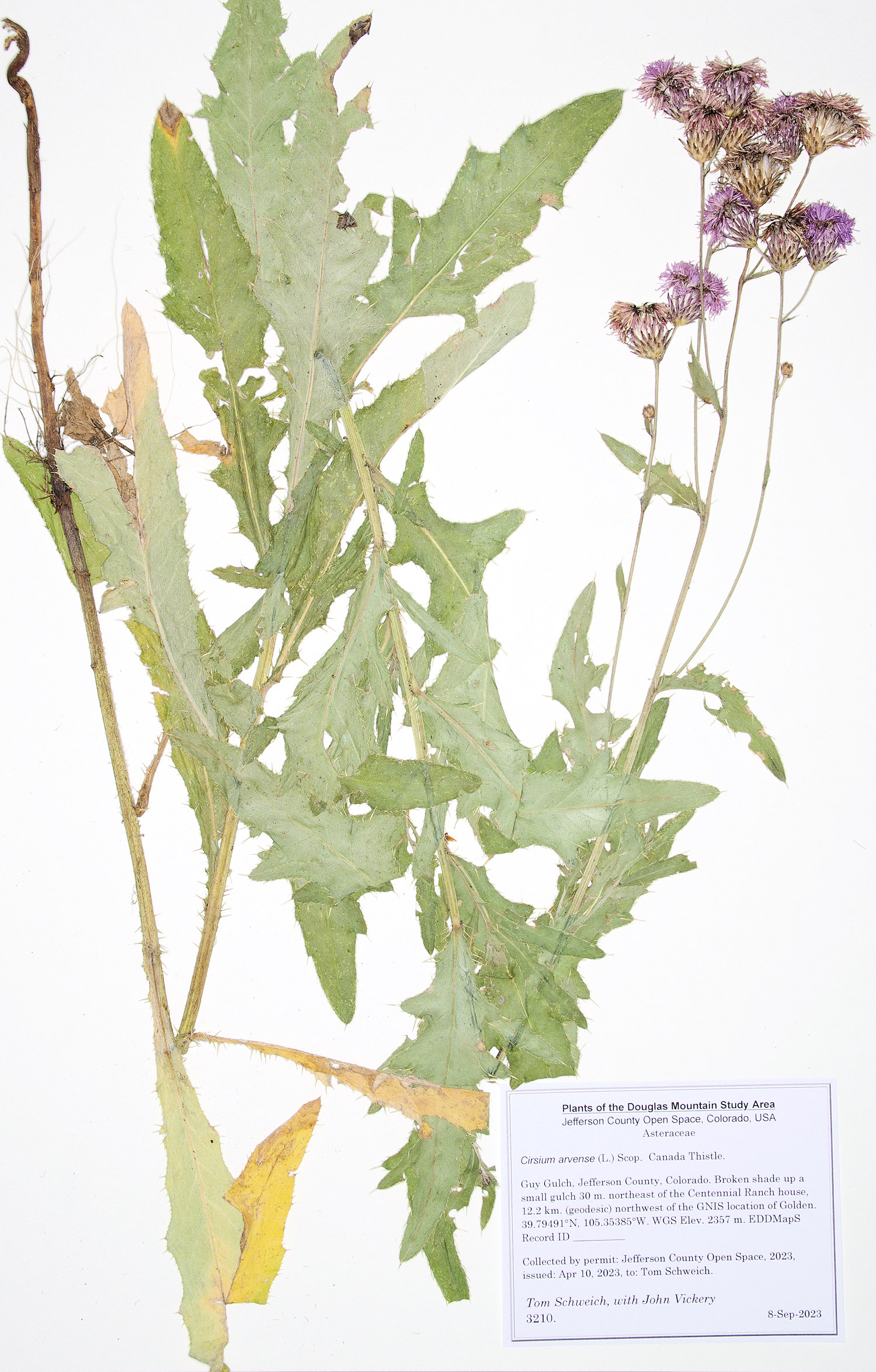 Asteraceae Cirsium arvense