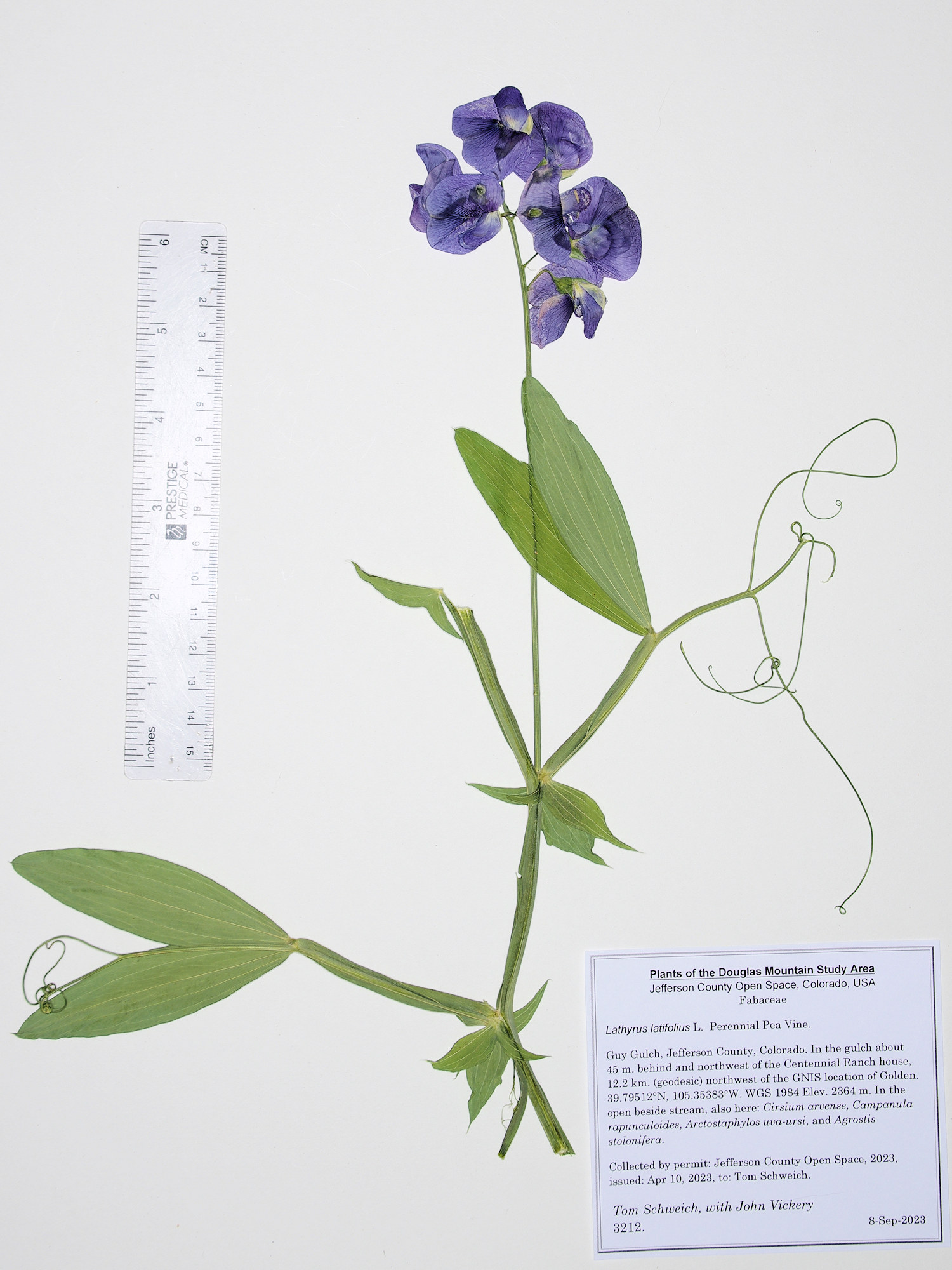 Fabaceae Lathyrus latifolia