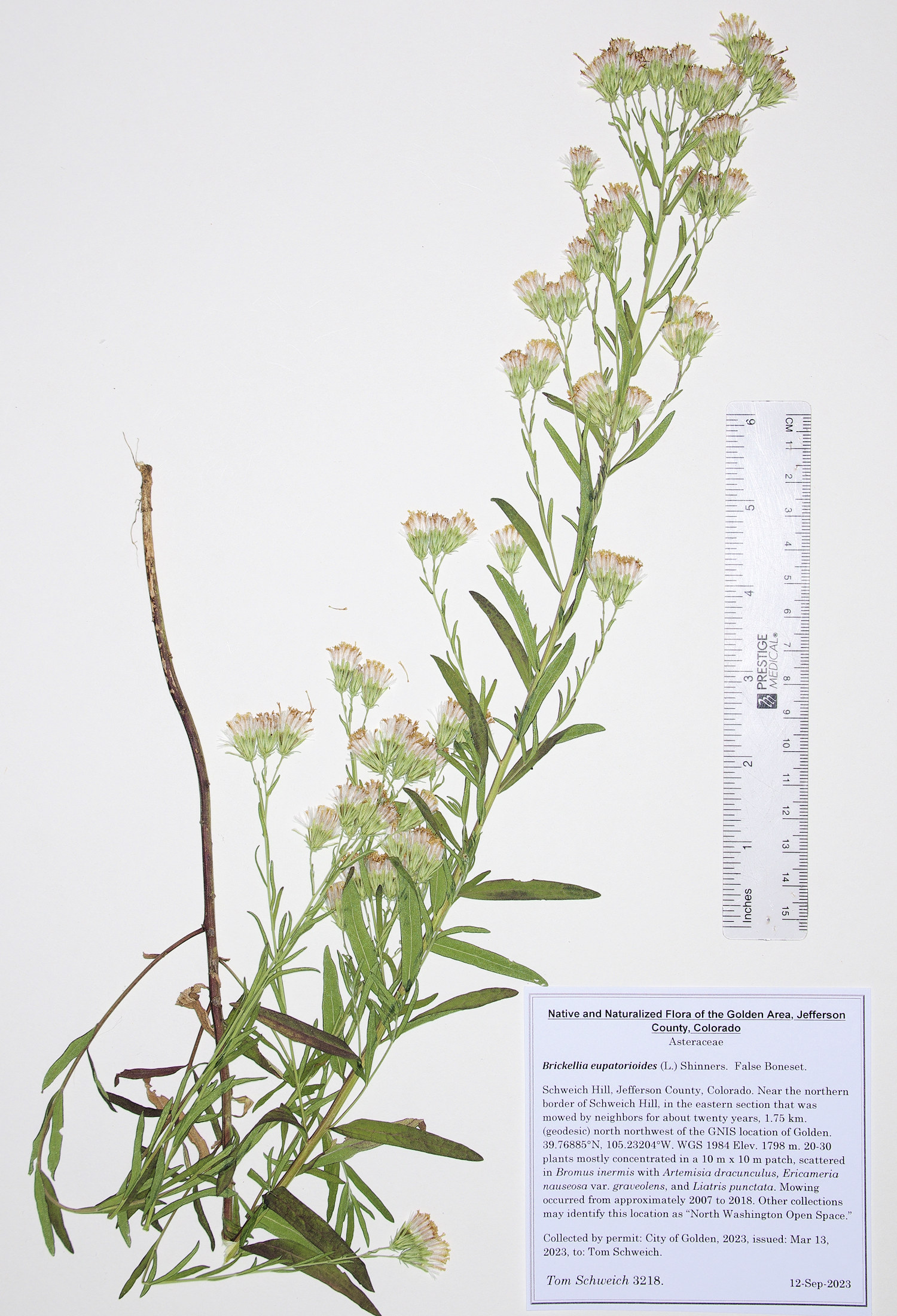 Asteraceae Brickellia eupatorioides