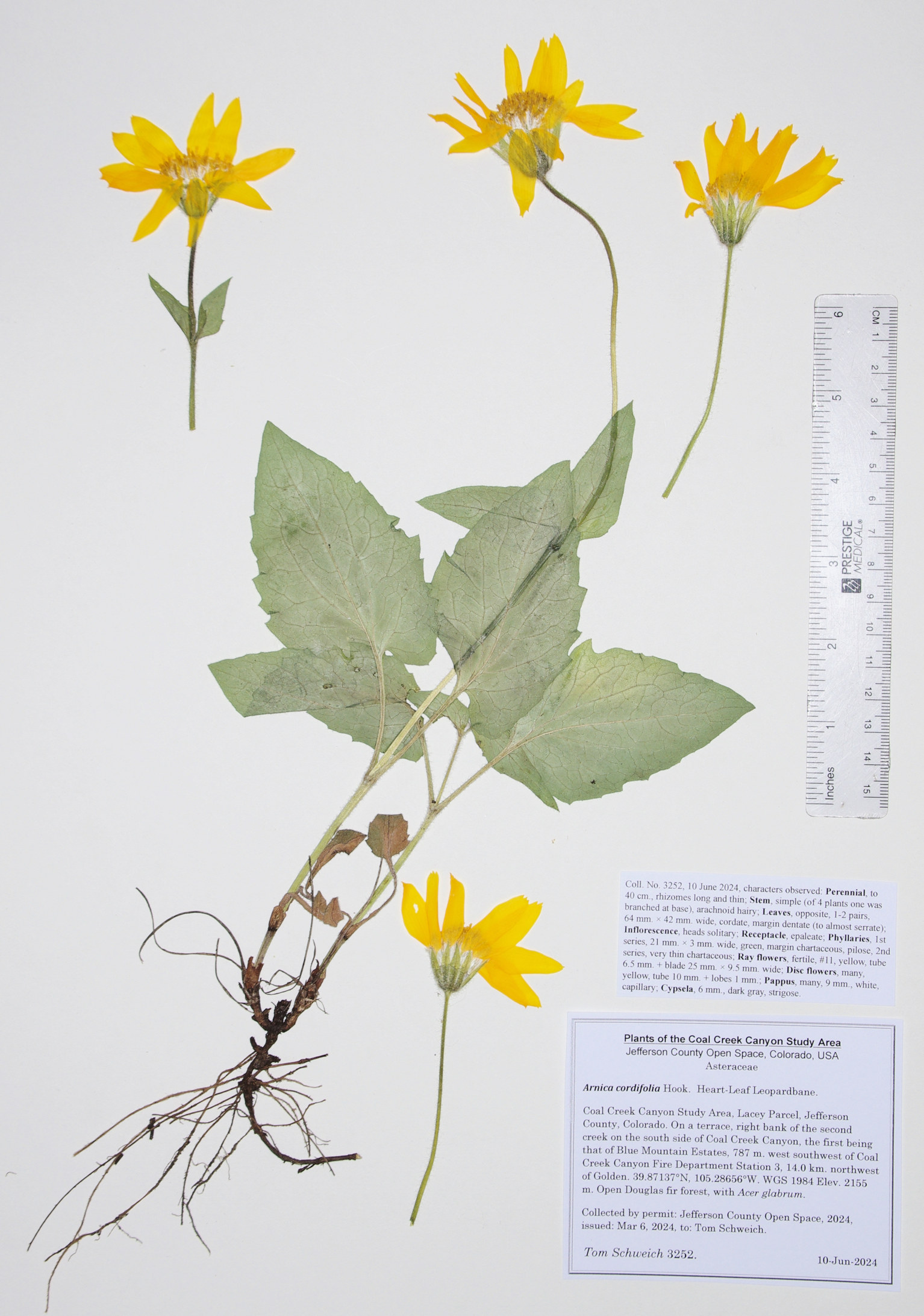 Asteraceae Arnica cordifolia