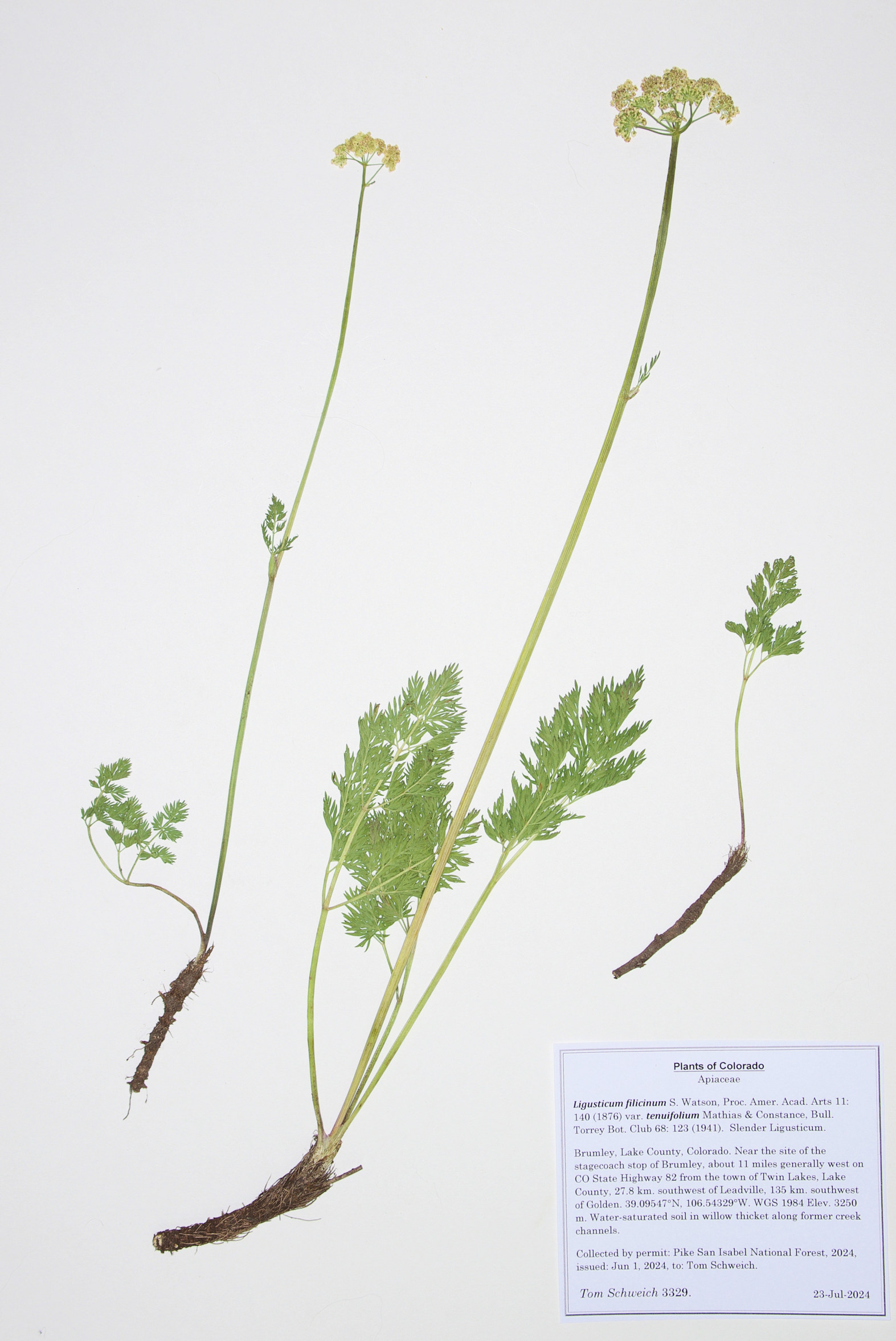 Apiaceae, Ligusticum tenuifolium