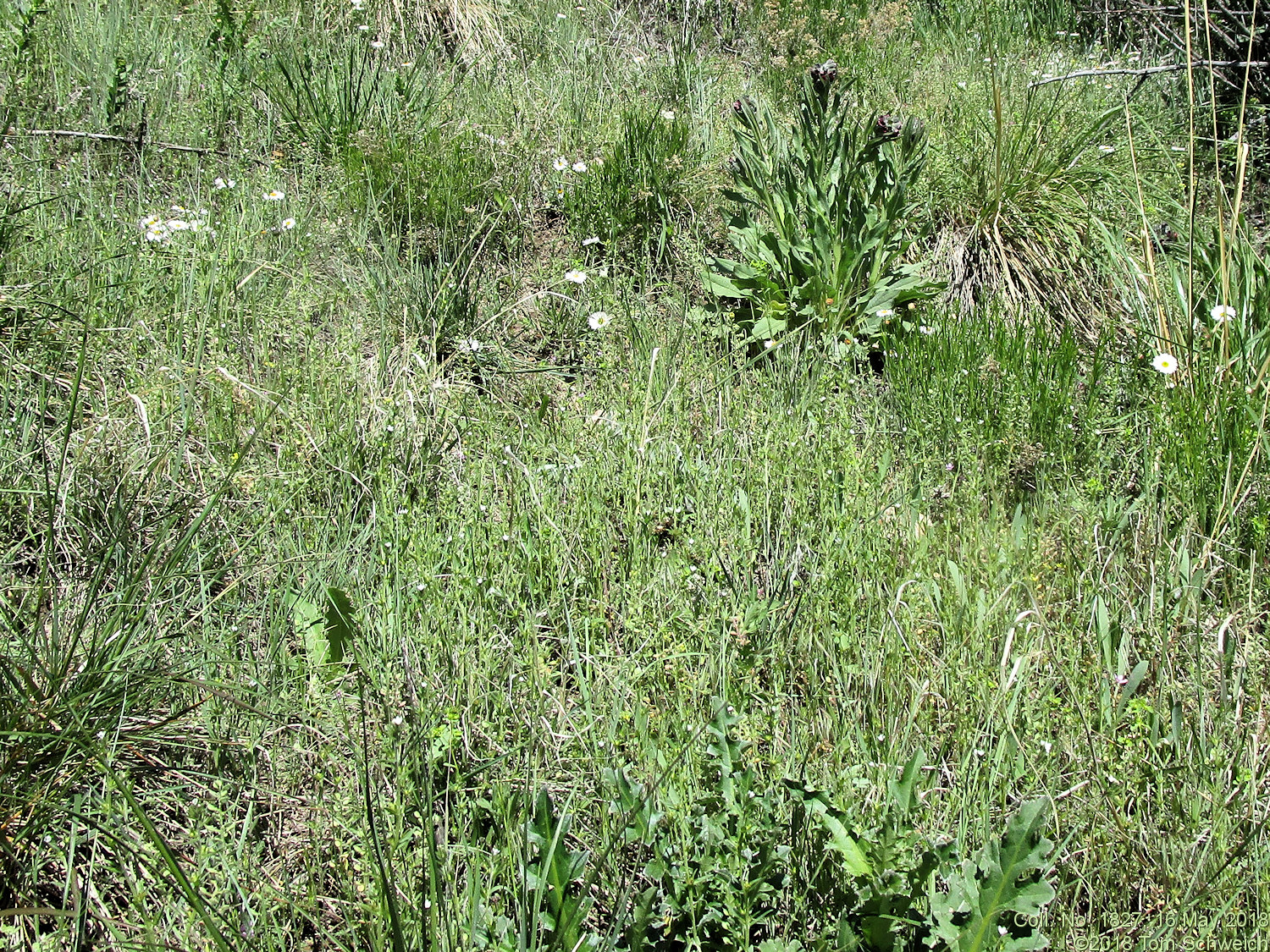 Boraginaceae Lithospermum arvense