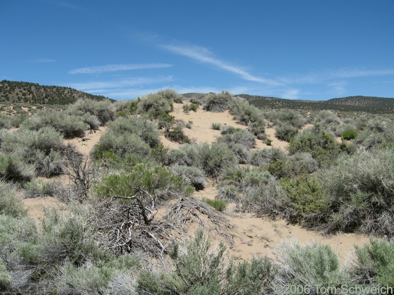 Stabilized sand dunes, Mono County, California