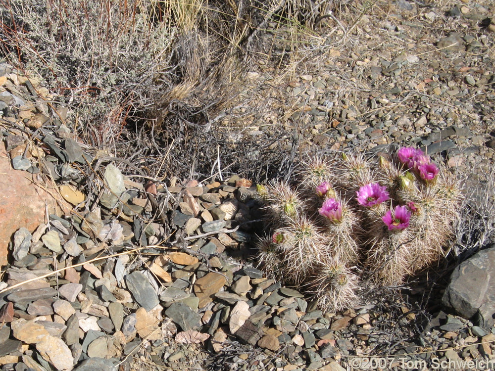 Cactaceae, Echinocereus engelmannii, California, White Mountains, Inyo County, bug