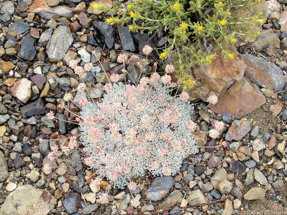 Polygonaceae Eriogonum rosense rosense