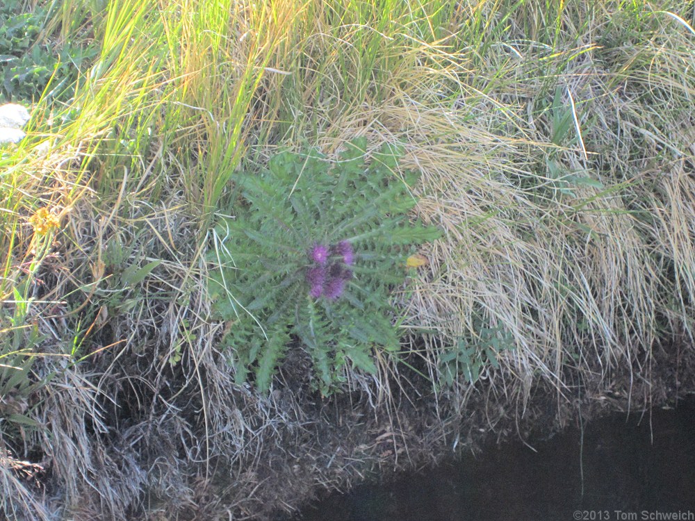 Asteraceae Cirsium scariosum