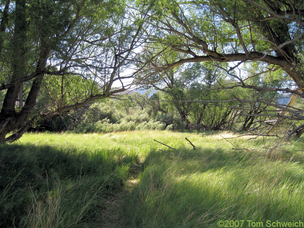 California, Mono County, Thompson Ranch