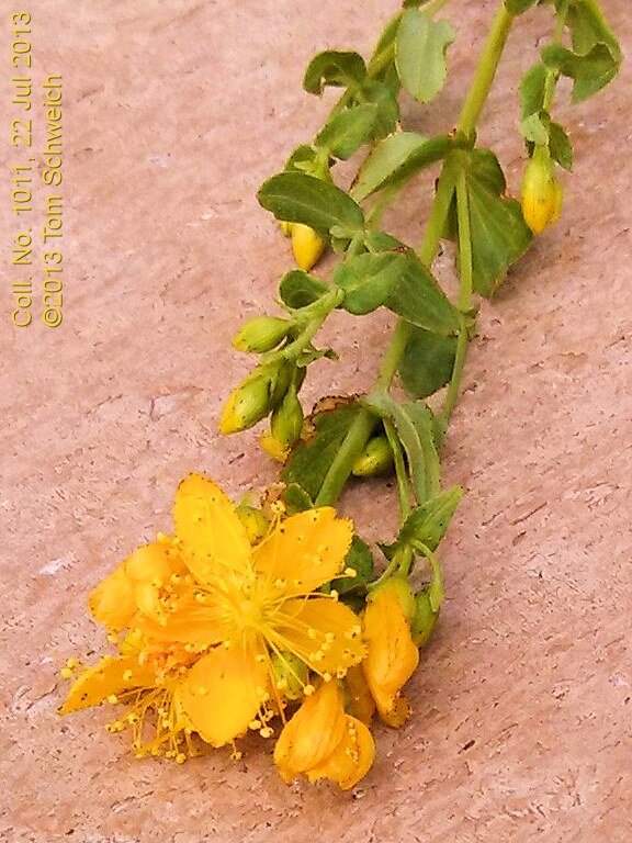 Hypericaceae Hypericum scouleri