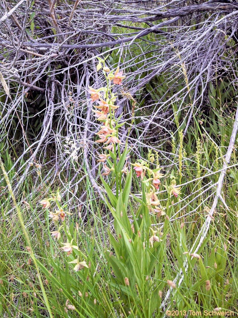 Orchidaceae Epipactus gigantea