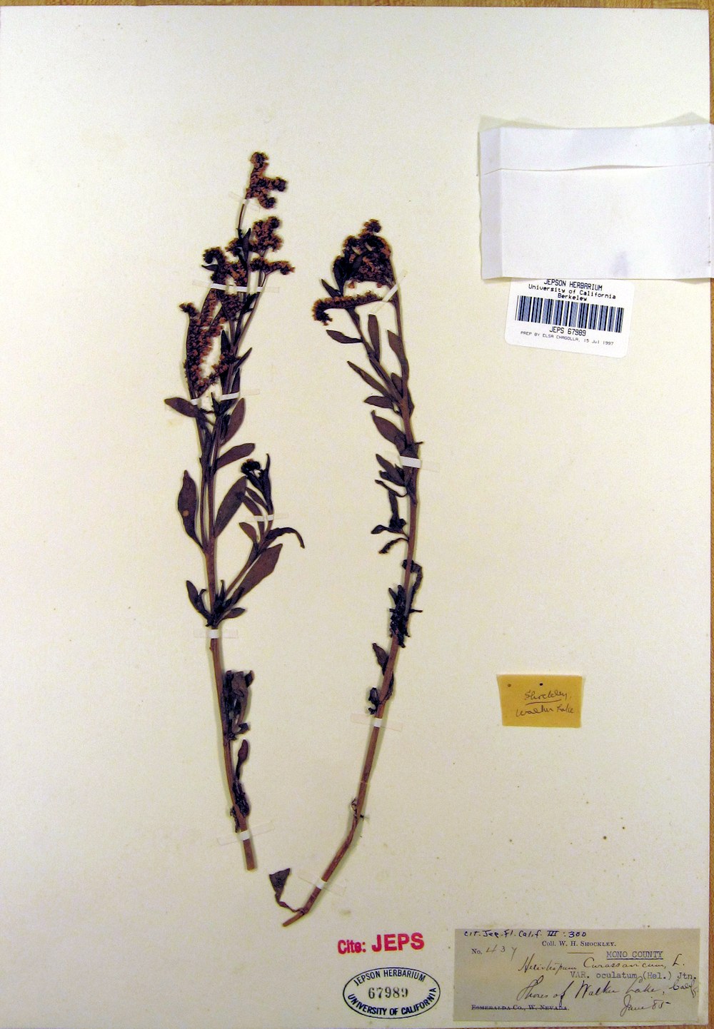 Boraginaceae Heliotropium curvassavicum