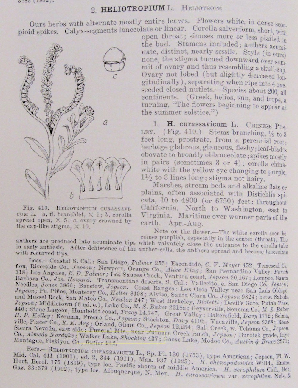 Boraginaceae Heliotropium curassavicum