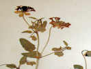 Full Size Image